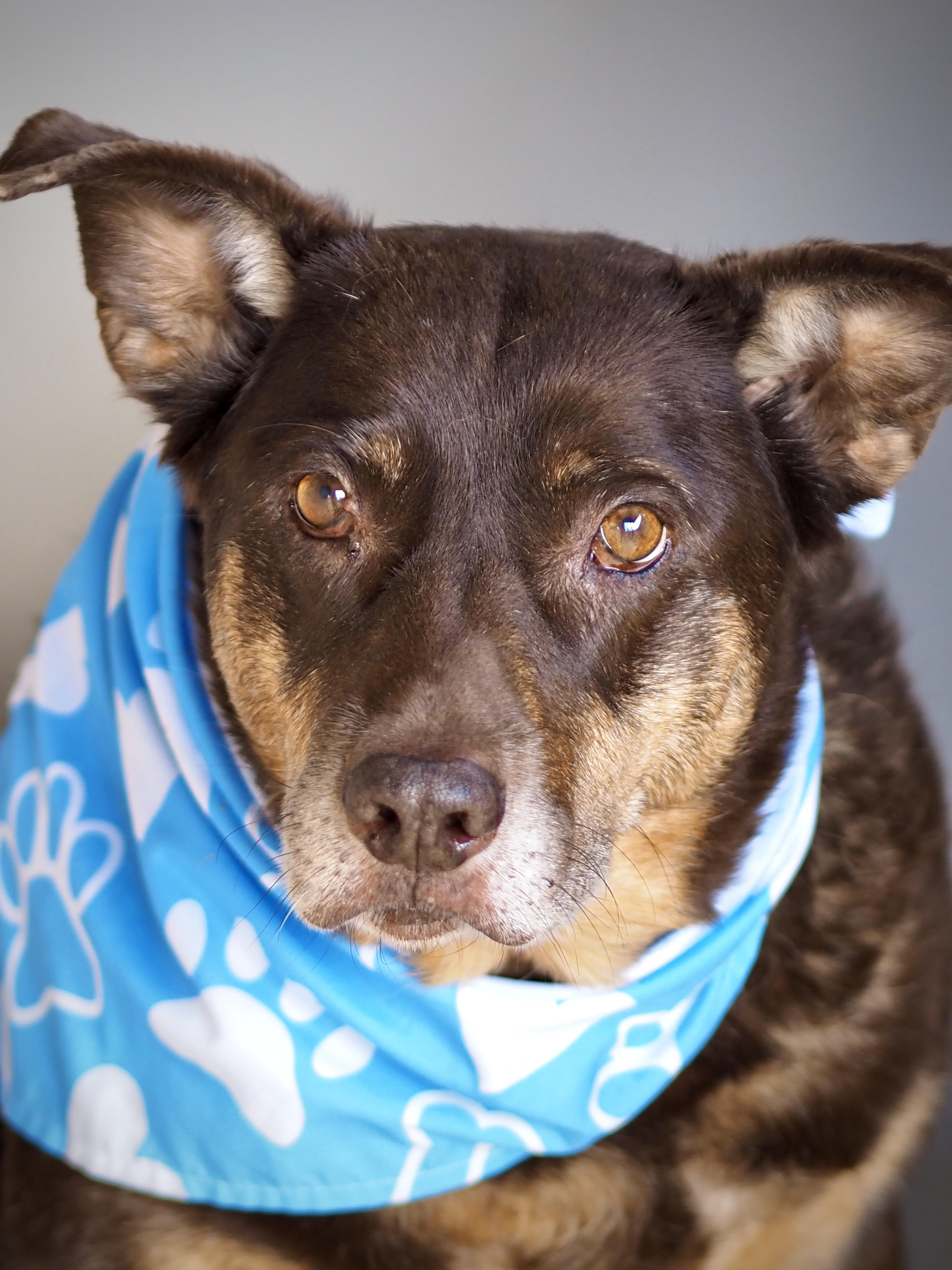 Enlarge Kimura, a Adoptable mixed breed in Buena Vista, CO image 2/5