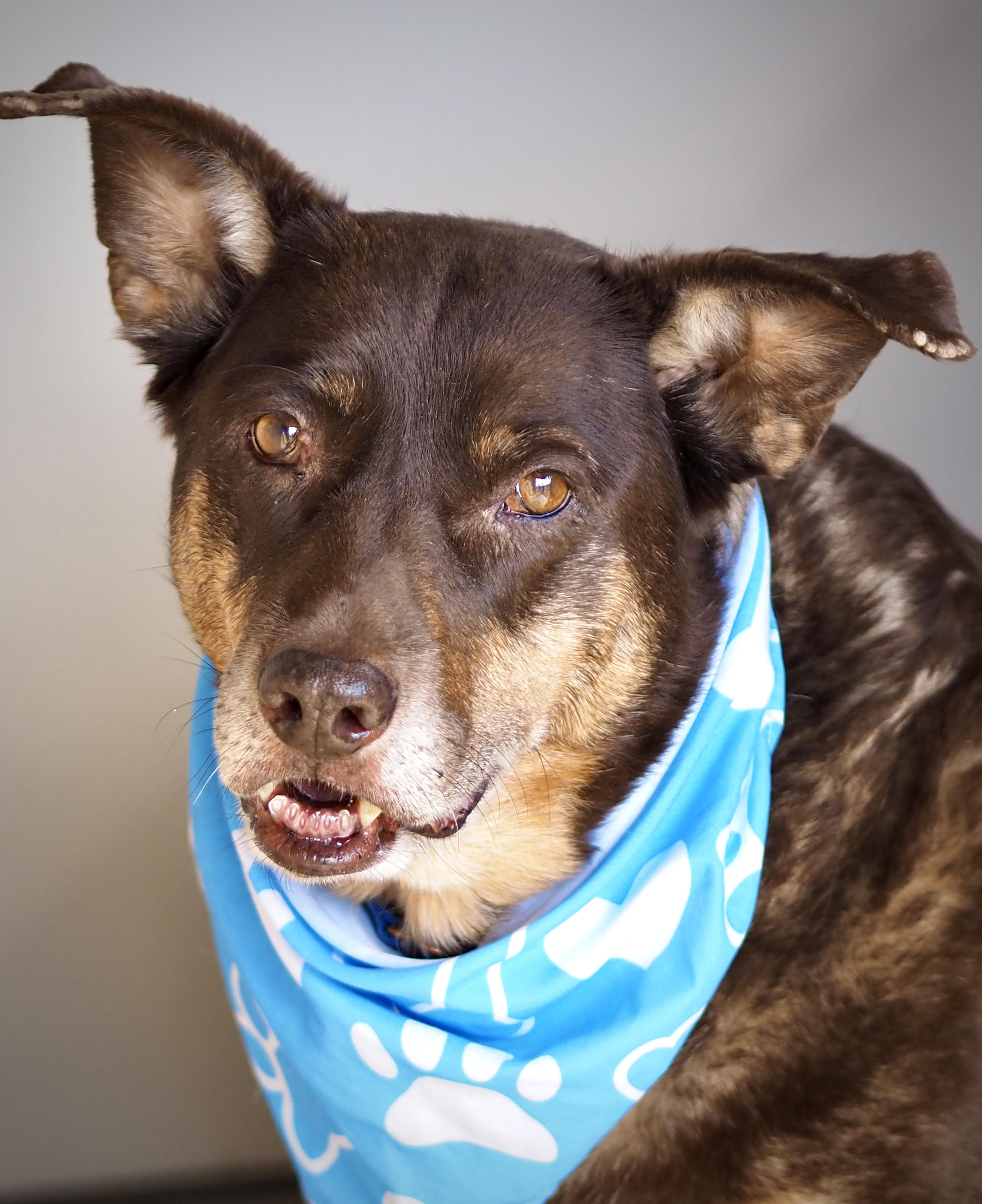 Enlarge Kimura, a Adoptable mixed breed in Buena Vista, CO image 4/5