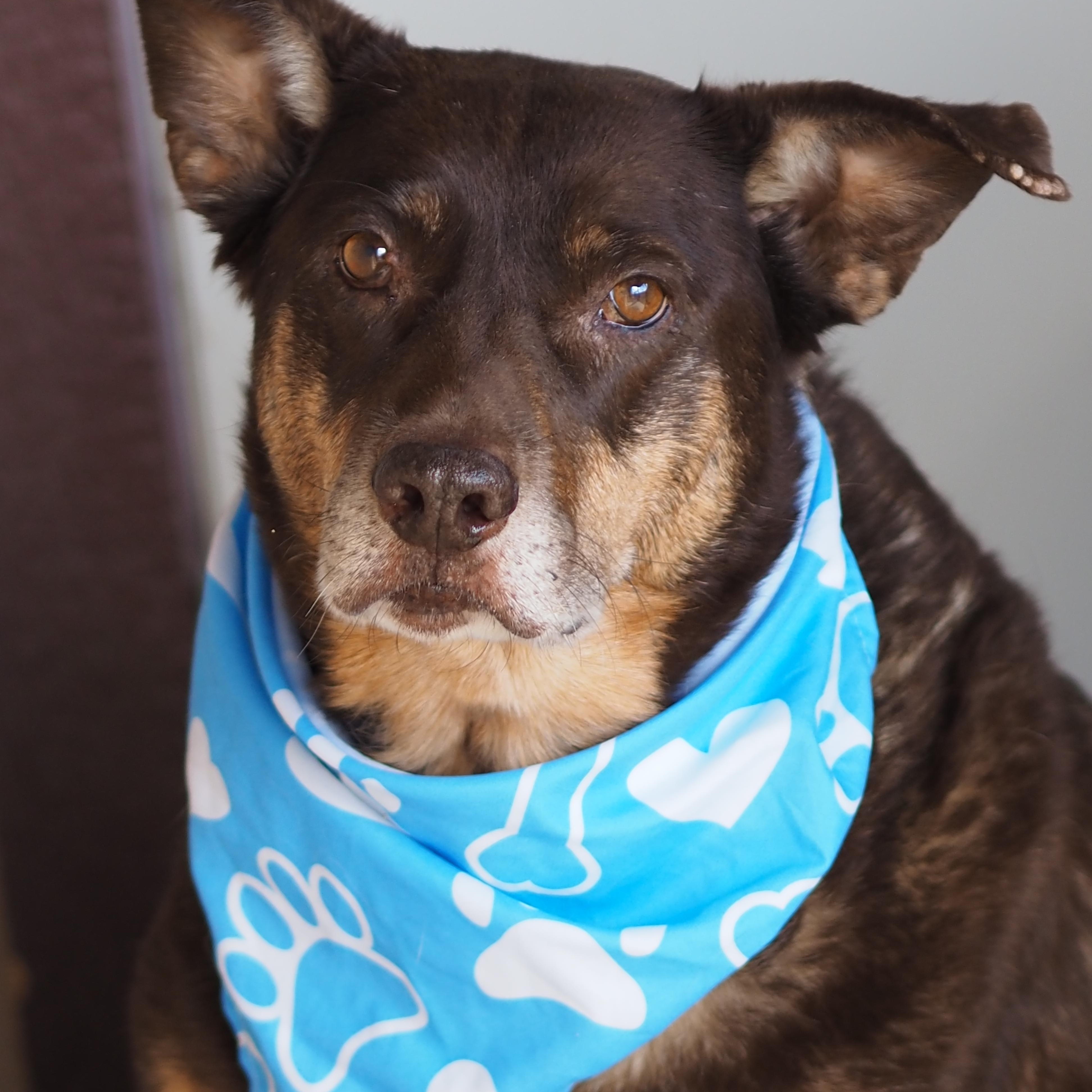 Enlarge Kimura, a Adoptable mixed breed in Buena Vista, CO image 3/5