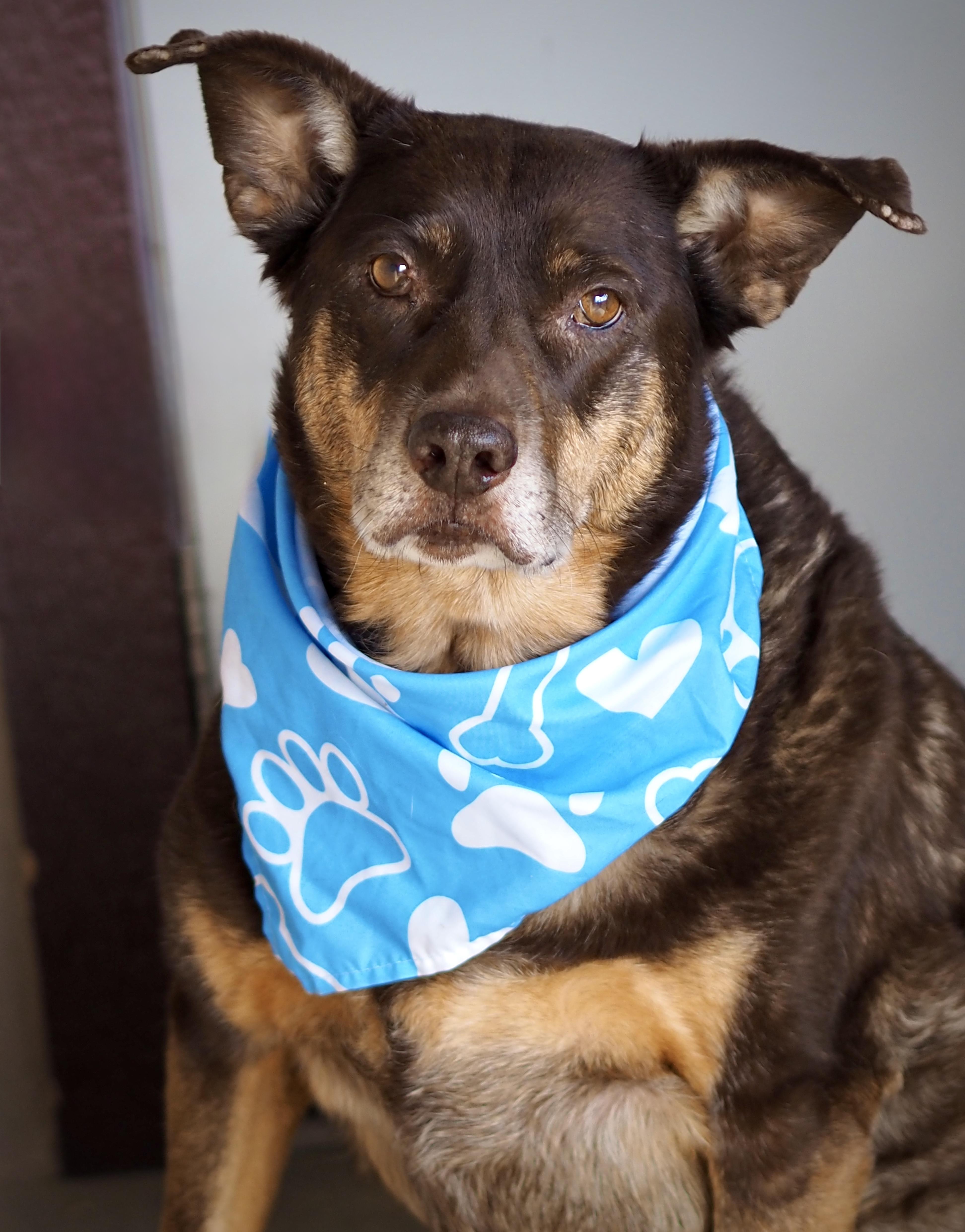 Enlarge Kimura, a Adoptable mixed breed in Buena Vista, CO image 5/5