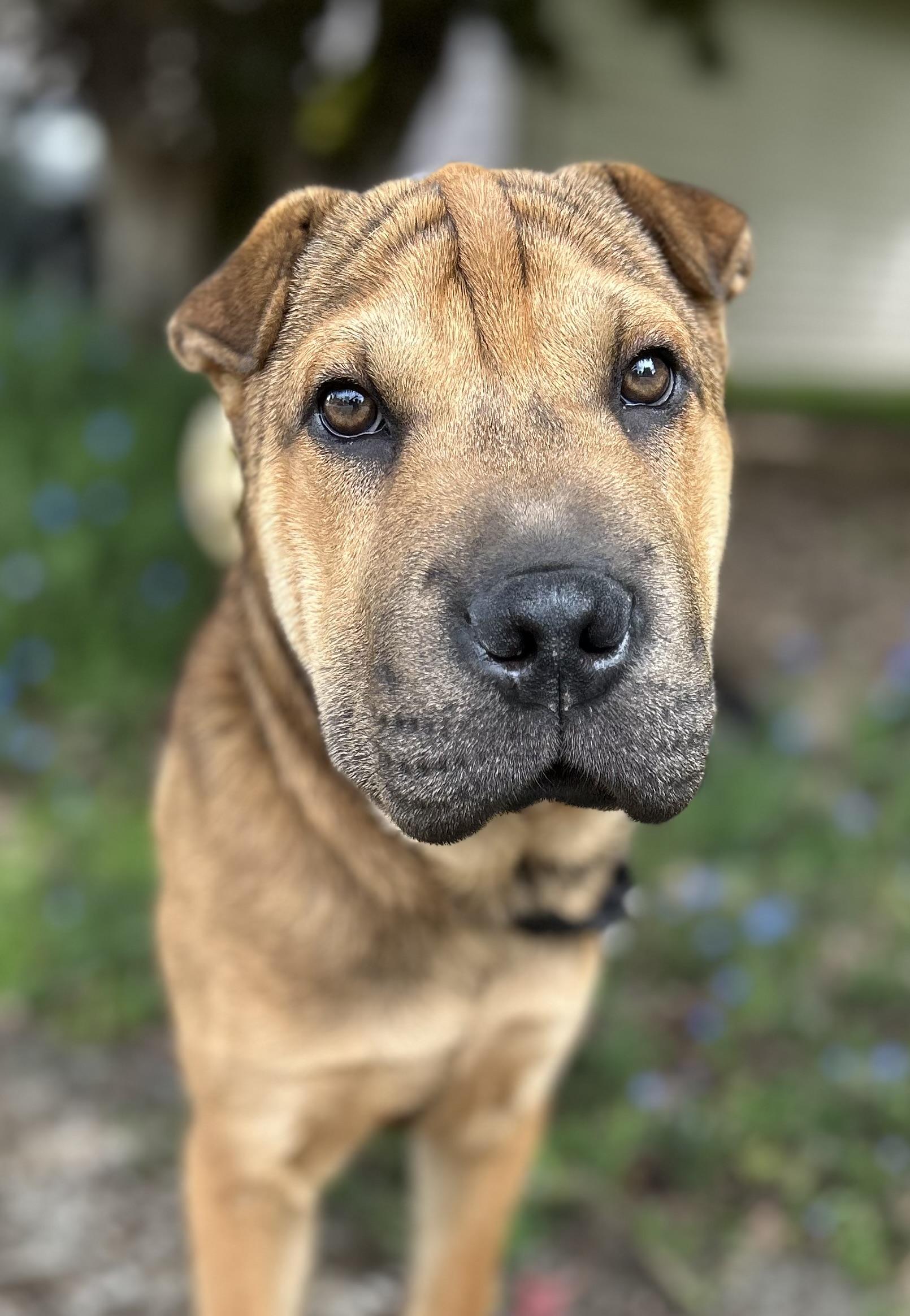 Darwin, adopted, Young Male Shar-Pei.