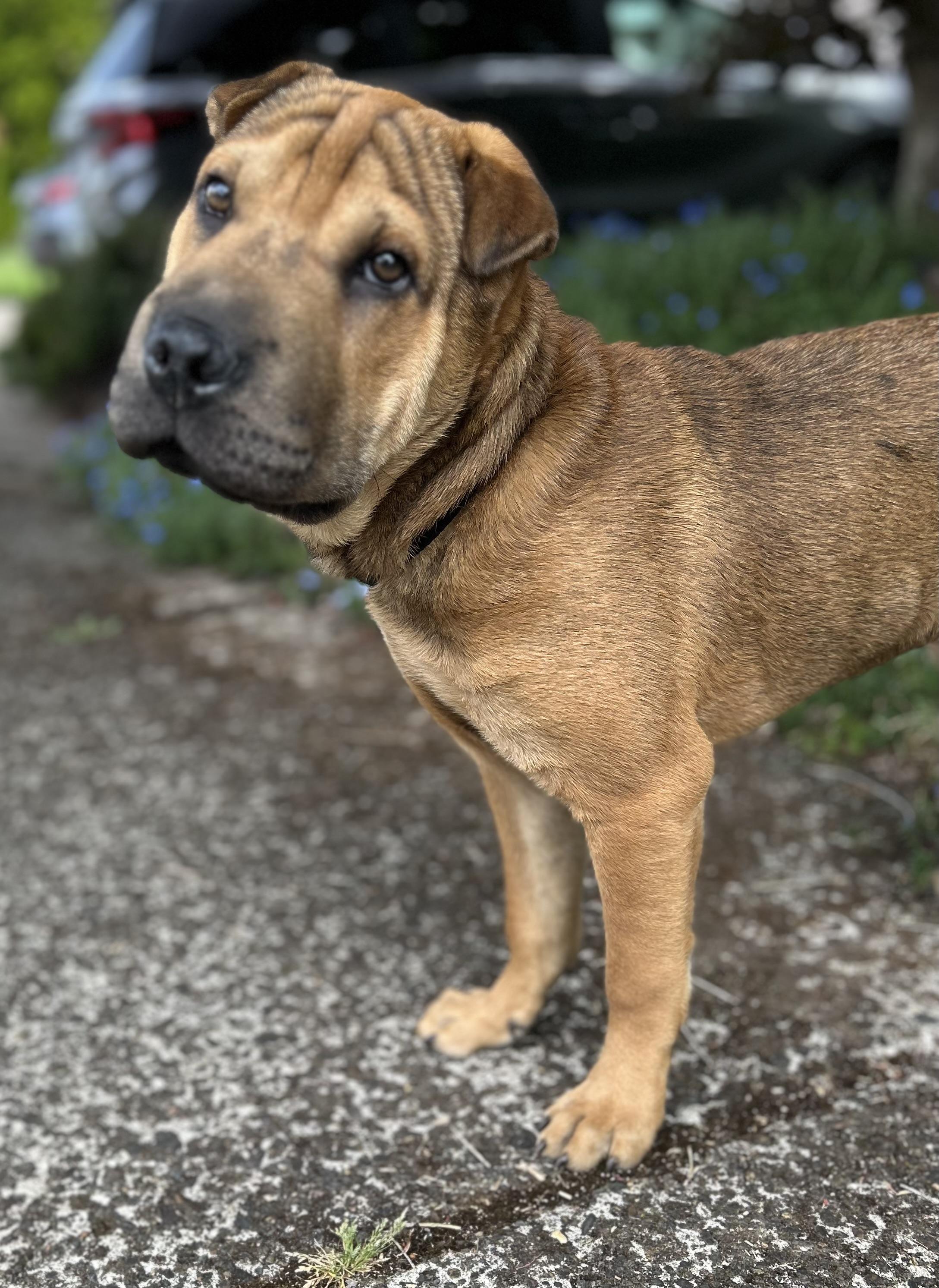 Enlarge Darwin, an adopted Shar-Pei in Tigard, OR image 3/5