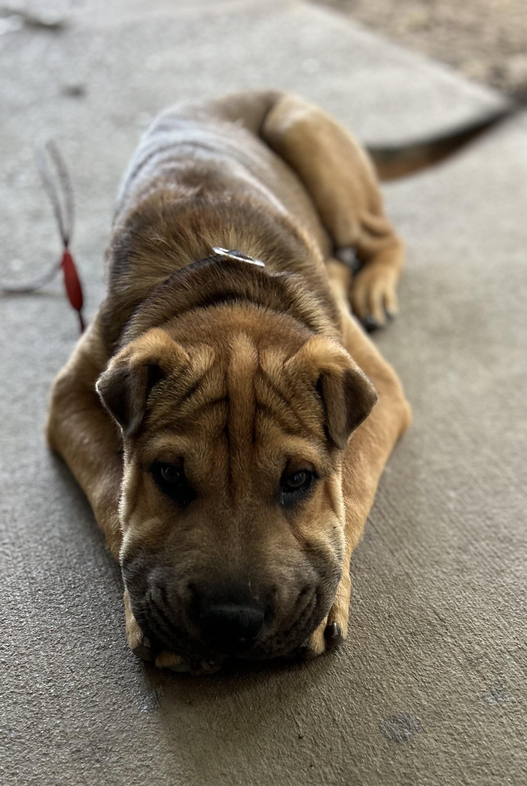Enlarge Darwin, an adopted Shar-Pei in Tigard, OR image 5/5