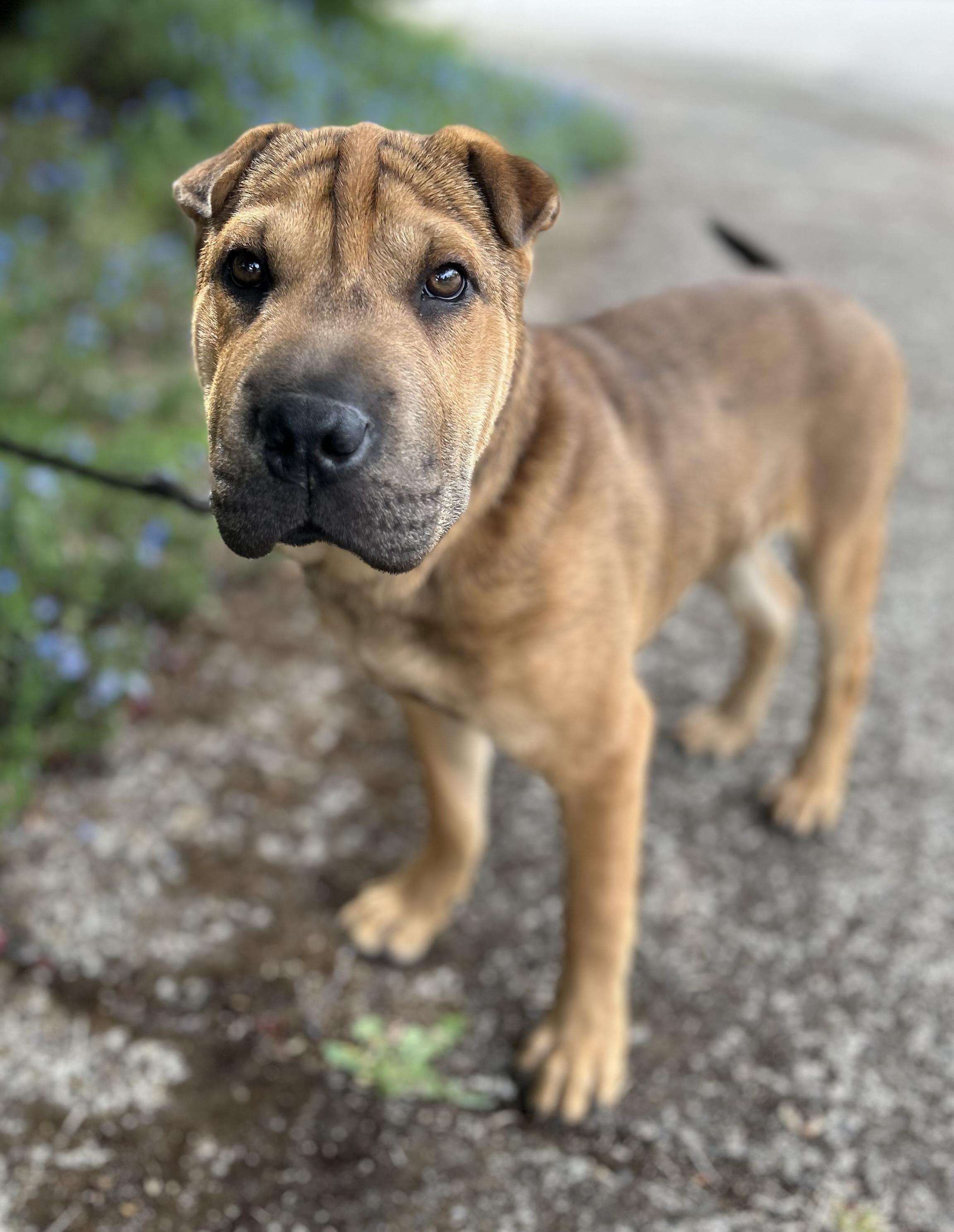 Enlarge Darwin, an adopted Shar-Pei in Tigard, OR image 2/5