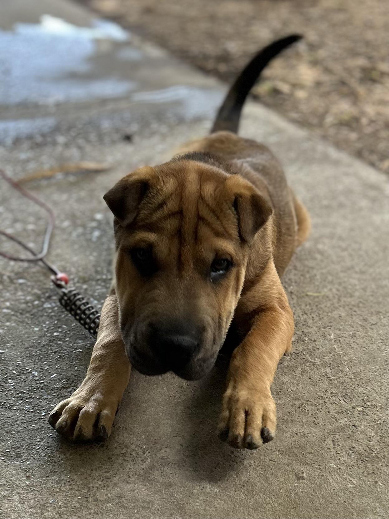 Enlarge Darwin, an adopted Shar-Pei in Tigard, OR image 4/5