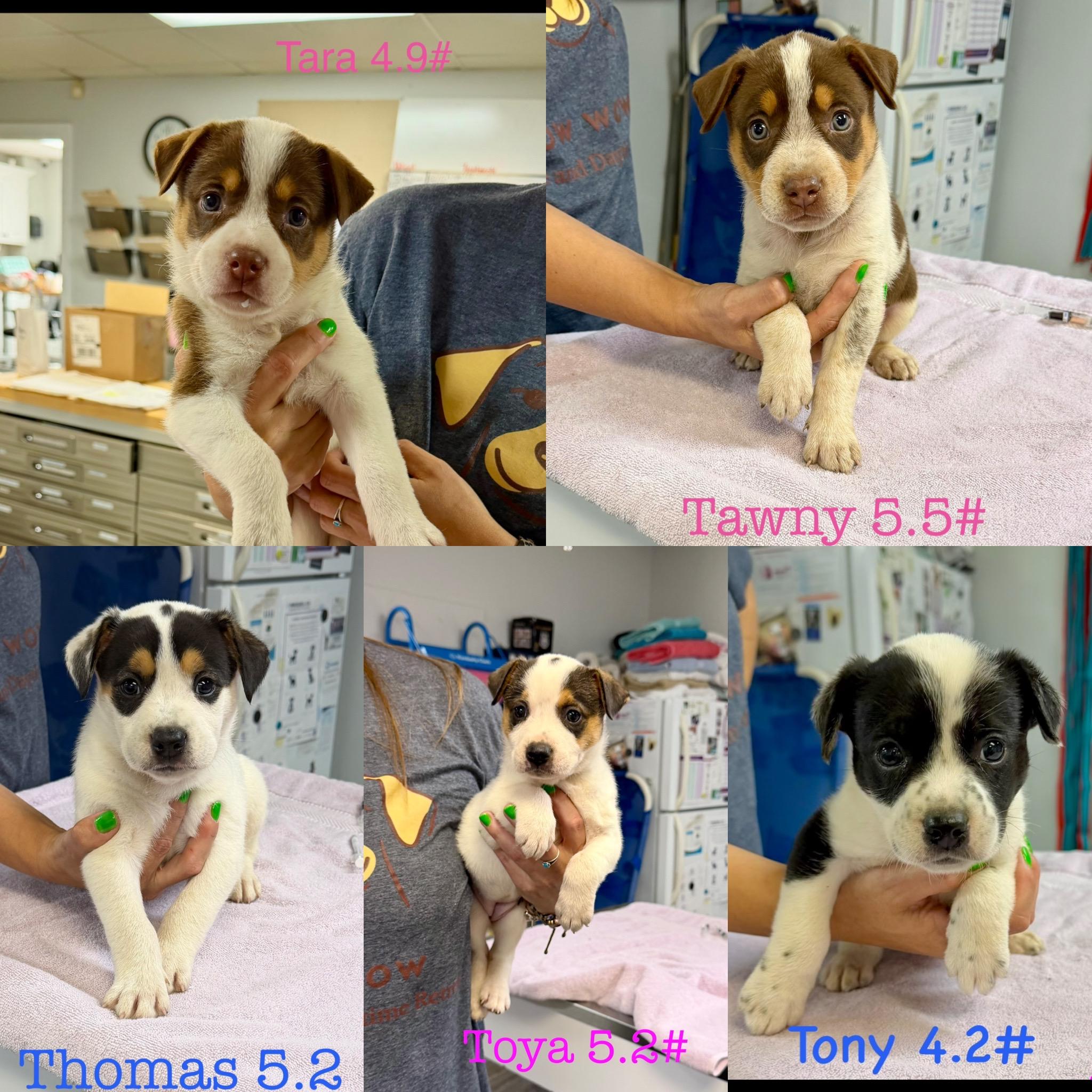 Tawny, Adoptable, Puppy Female Australian Shepherd.