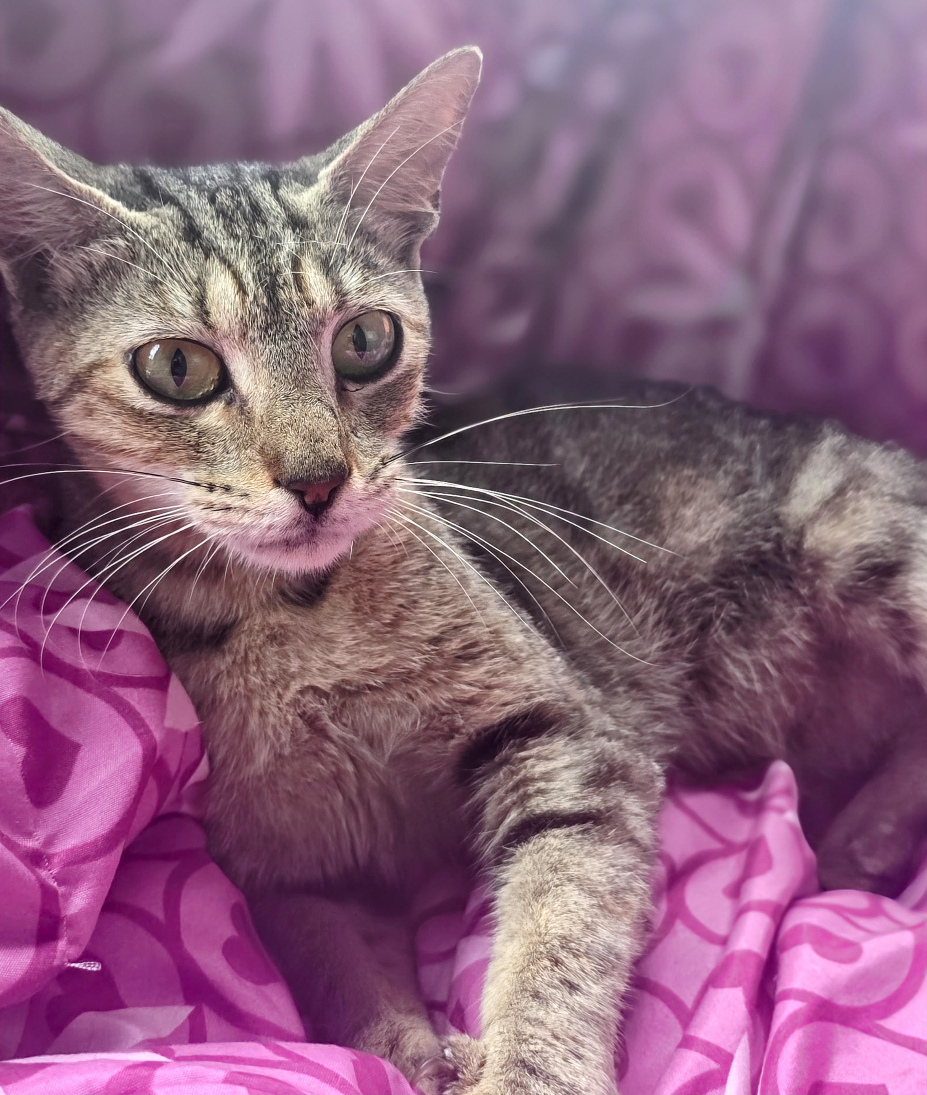 Mouse, Adoptable, Young Male Tabby.