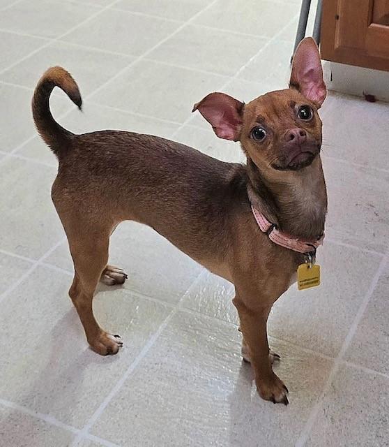 Tequila, Adopted, Young Female Chihuahua.