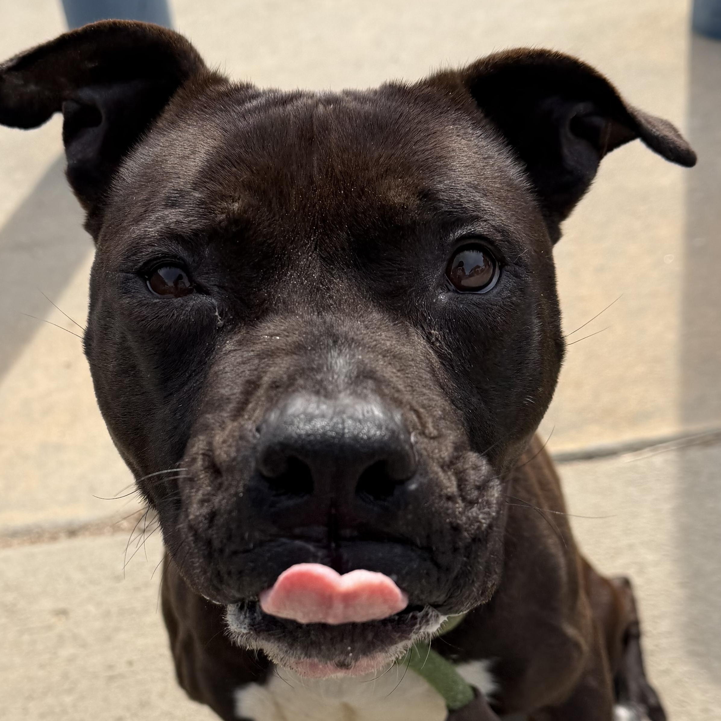 Enlarge Marcella, a ADOPTABLE mixed breed in Lancaster, SC image 4/4