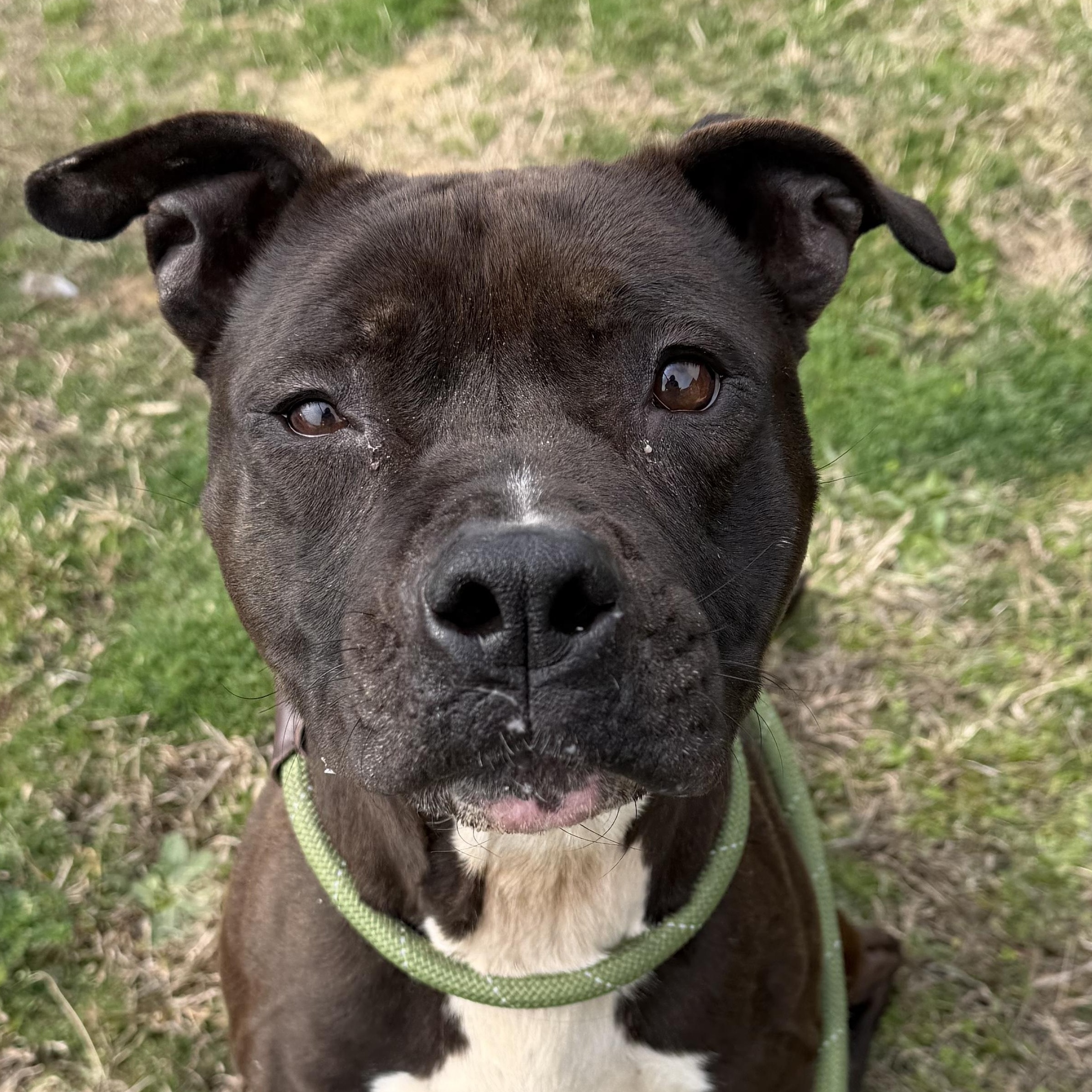 Enlarge Marcella, a ADOPTABLE mixed breed in Lancaster, SC image 3/4