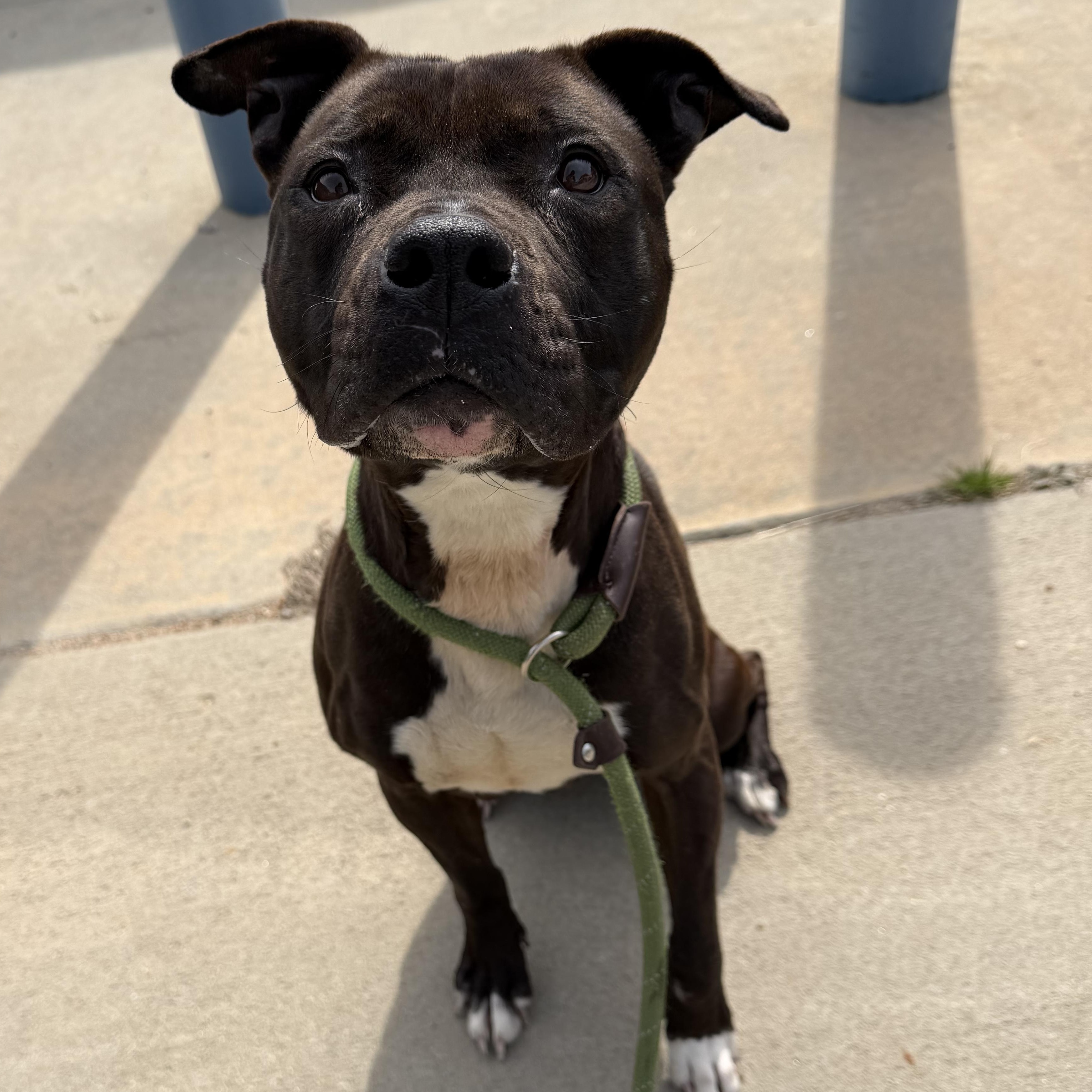 Enlarge Marcella, a ADOPTABLE mixed breed in Lancaster, SC image 1/4