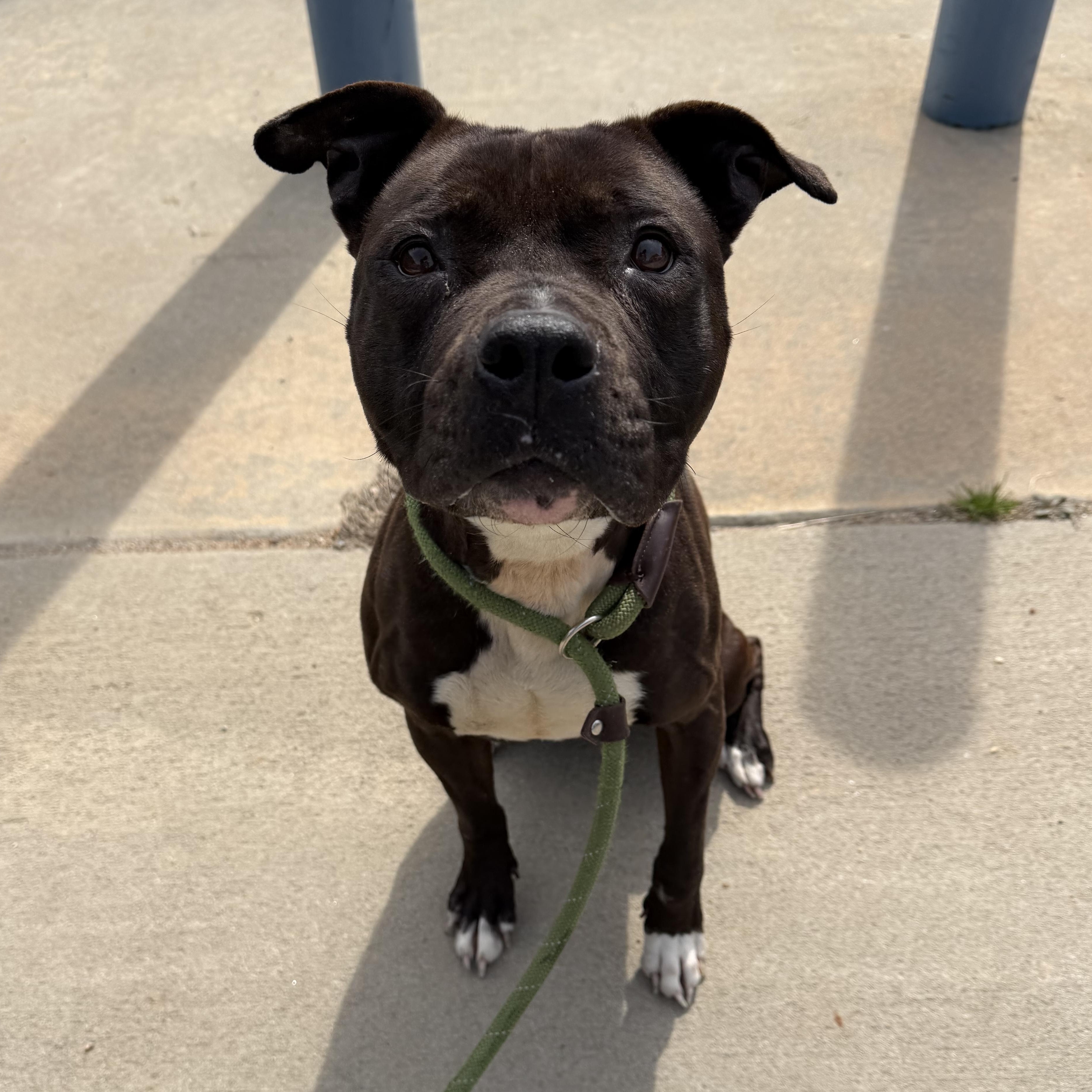 Enlarge Marcella, a ADOPTABLE mixed breed in Lancaster, SC image 2/4