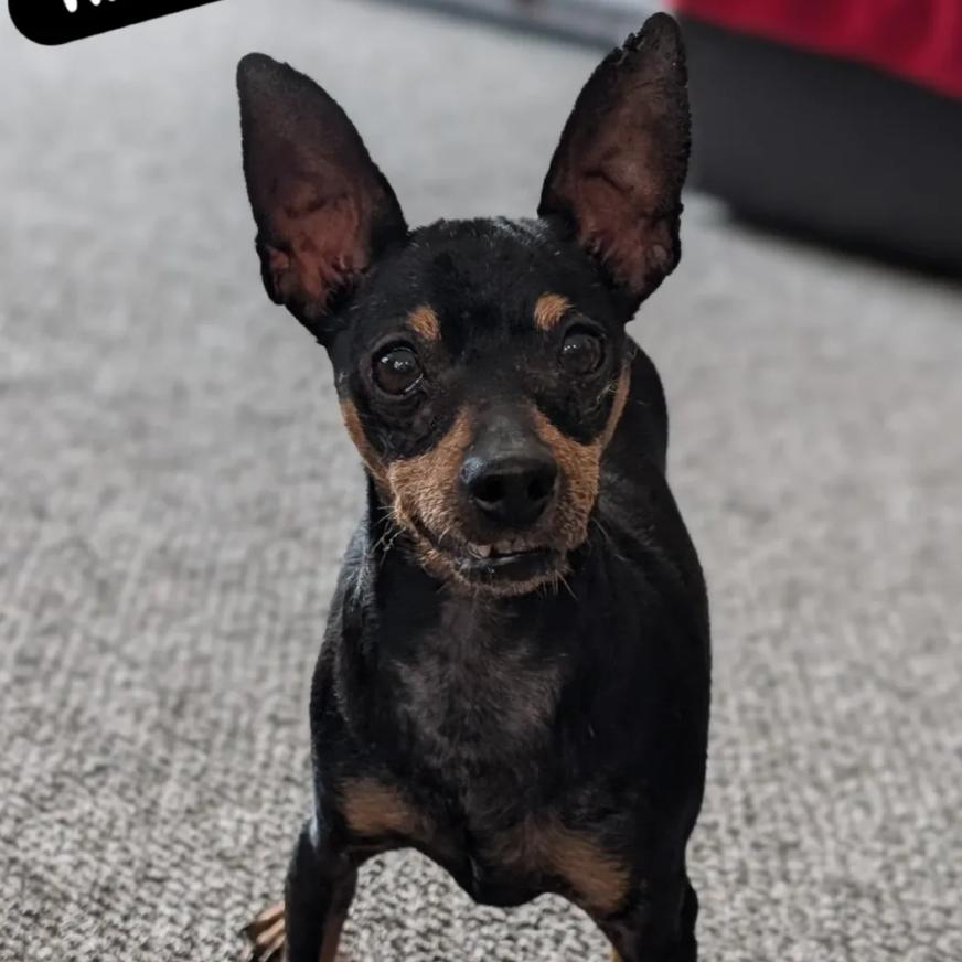 Brody, Adoptable, Senior Male Miniature Pinscher.