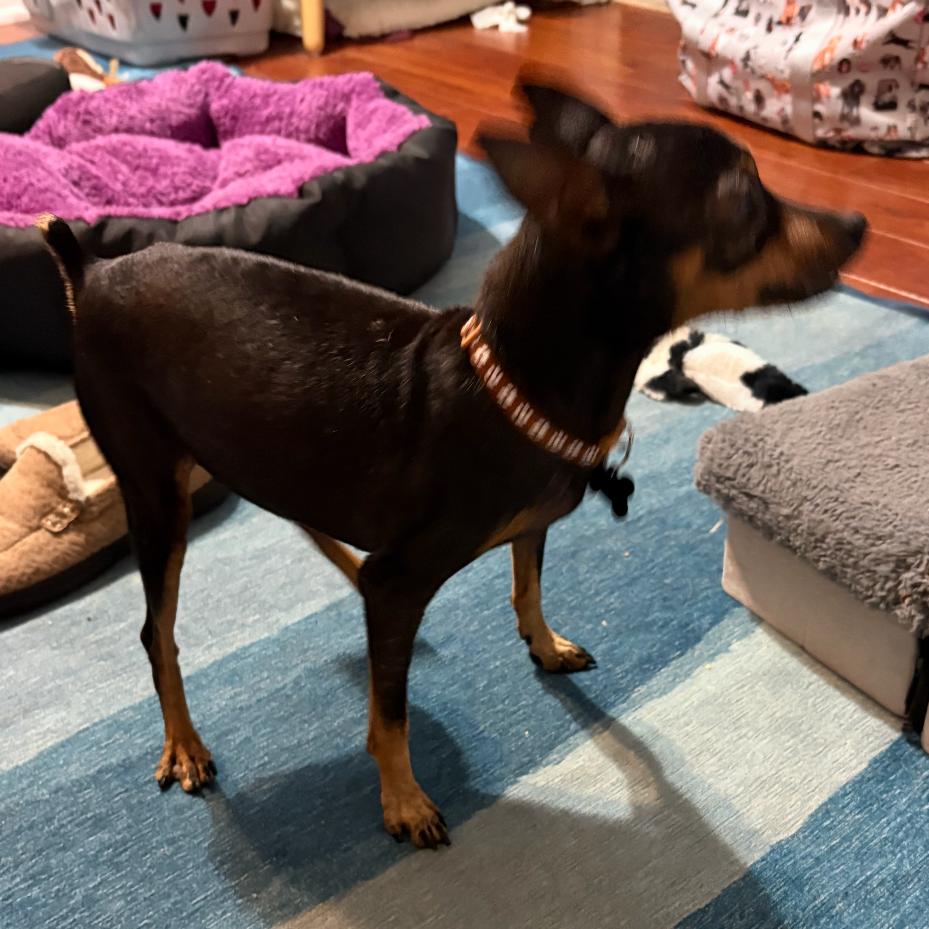 Brody, Adoptable, Senior Male Miniature Pinscher.