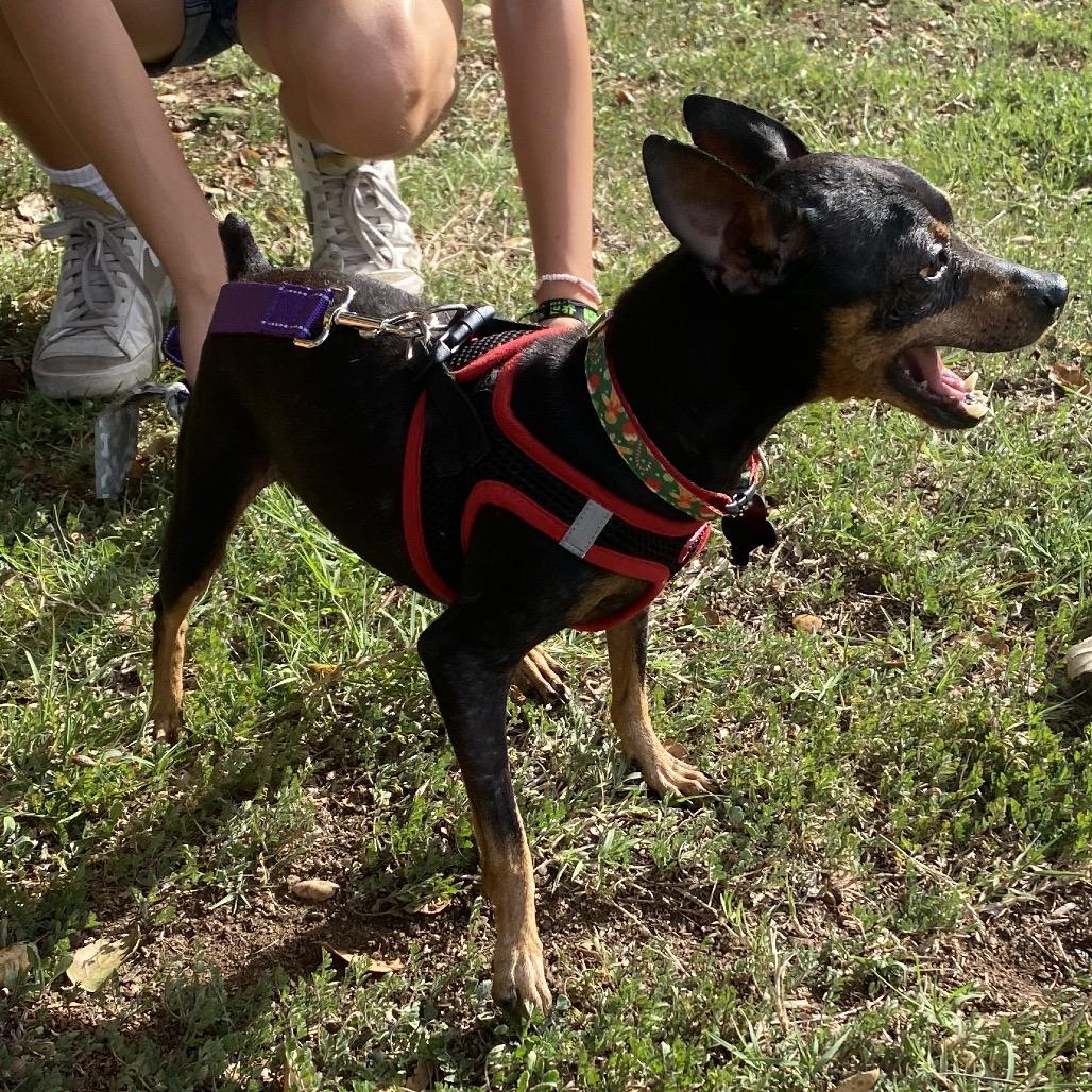 Enlarge Brody, a Adoptable Miniature Pinscher in Escondido, CA image 1/5