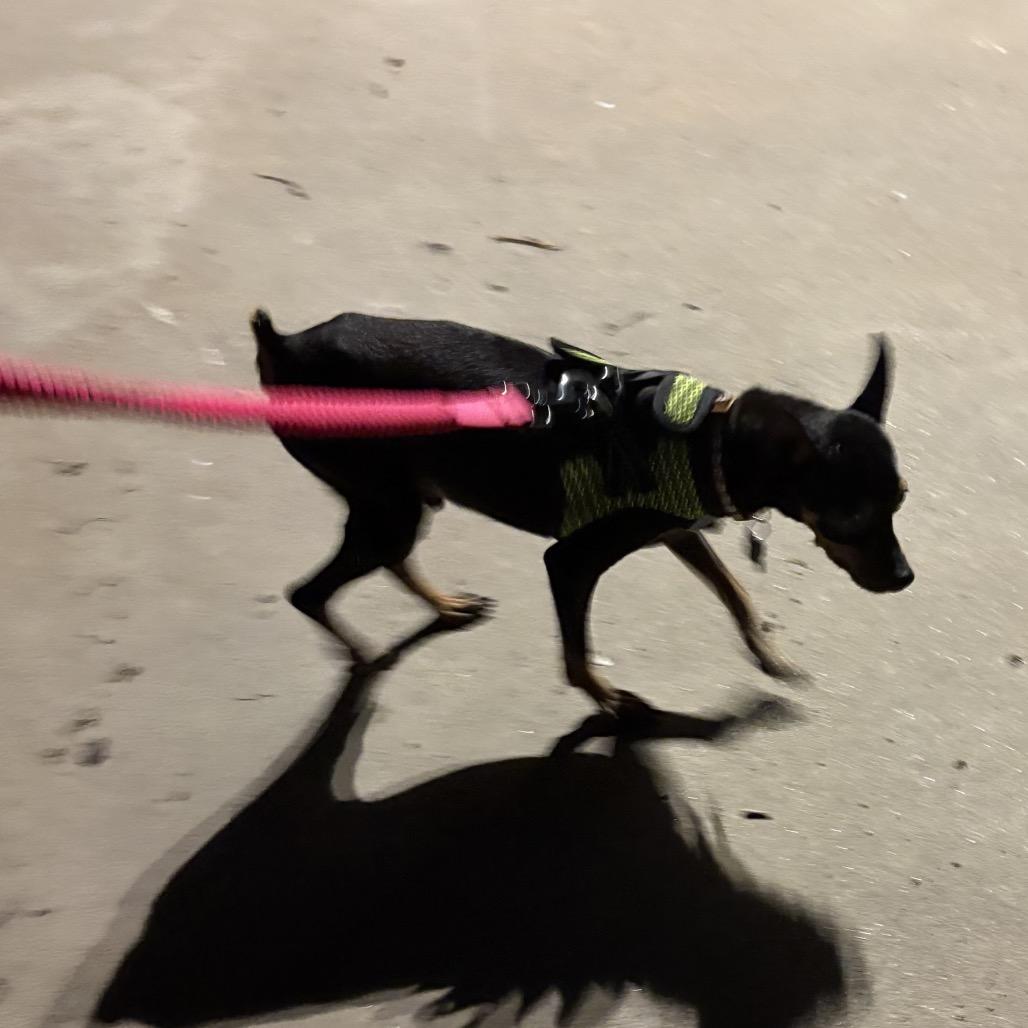 Enlarge Brody, a Adoptable Miniature Pinscher in Escondido, CA image 2/5