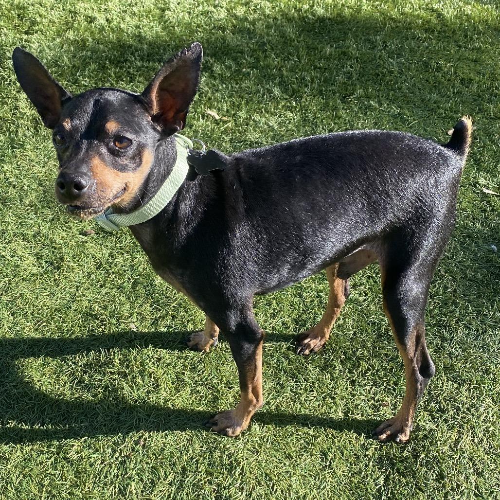 Brody, a Adoptable Miniature Pinscher in Escondido, CA image 2/5