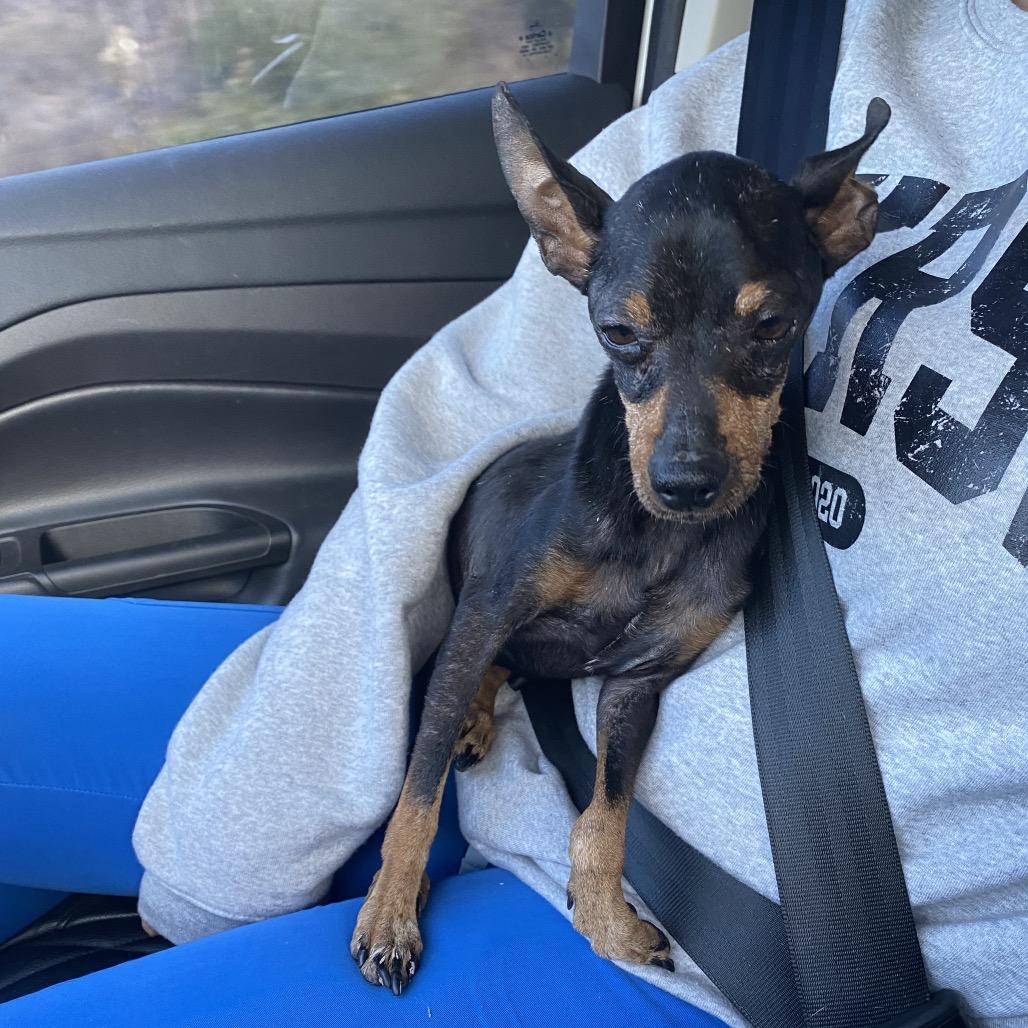 Enlarge Brody, a Adoptable Miniature Pinscher in Escondido, CA image 3/5