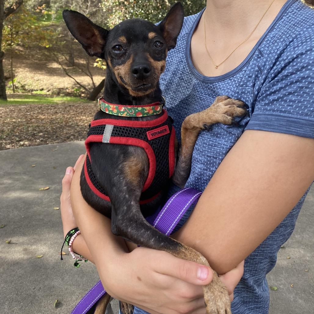 Enlarge Brody, a Adoptable Miniature Pinscher in Escondido, CA image 3/5