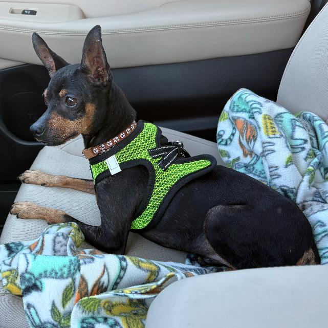 Enlarge Brody, a Adoptable Miniature Pinscher in Escondido, CA image 5/5