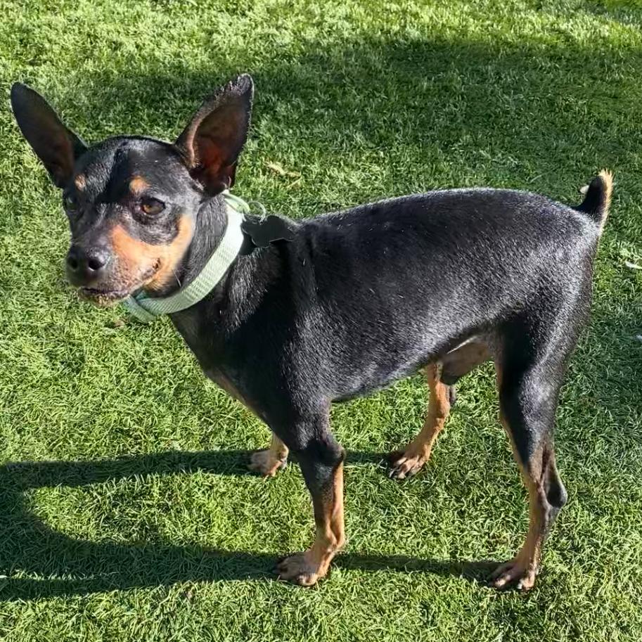 Brody, a Adoptable Miniature Pinscher in Escondido, CA image 4/5