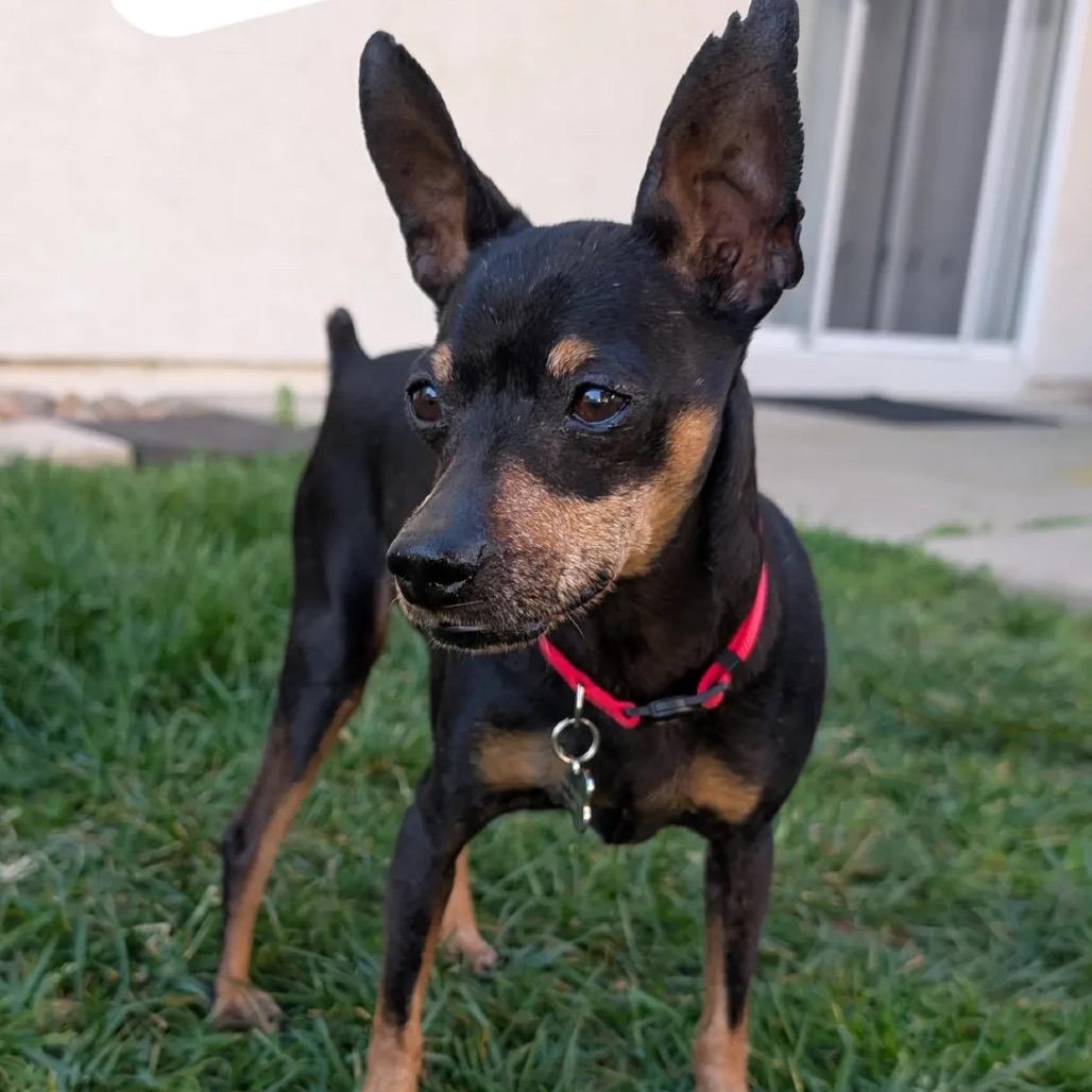 Brody, a Adoptable Miniature Pinscher in Escondido, CA image 5/5