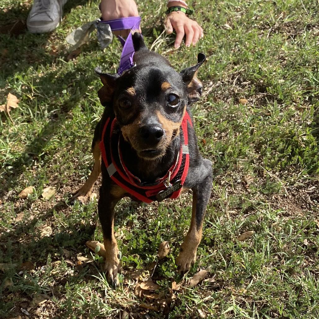 Enlarge Brody, a Adoptable Miniature Pinscher in Escondido, CA image 5/5