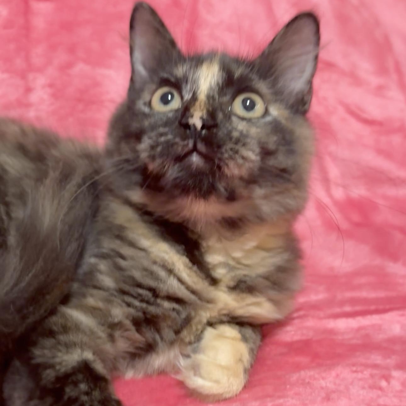 Enlarge Bella and Carmella , an adopted Domestic Long Hair in manchester, NH image 6/6