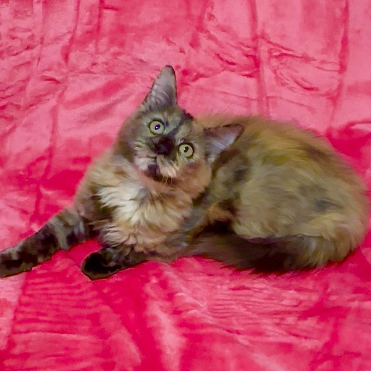 Enlarge Bella and Carmella , an adopted Domestic Long Hair in manchester, NH image 2/6