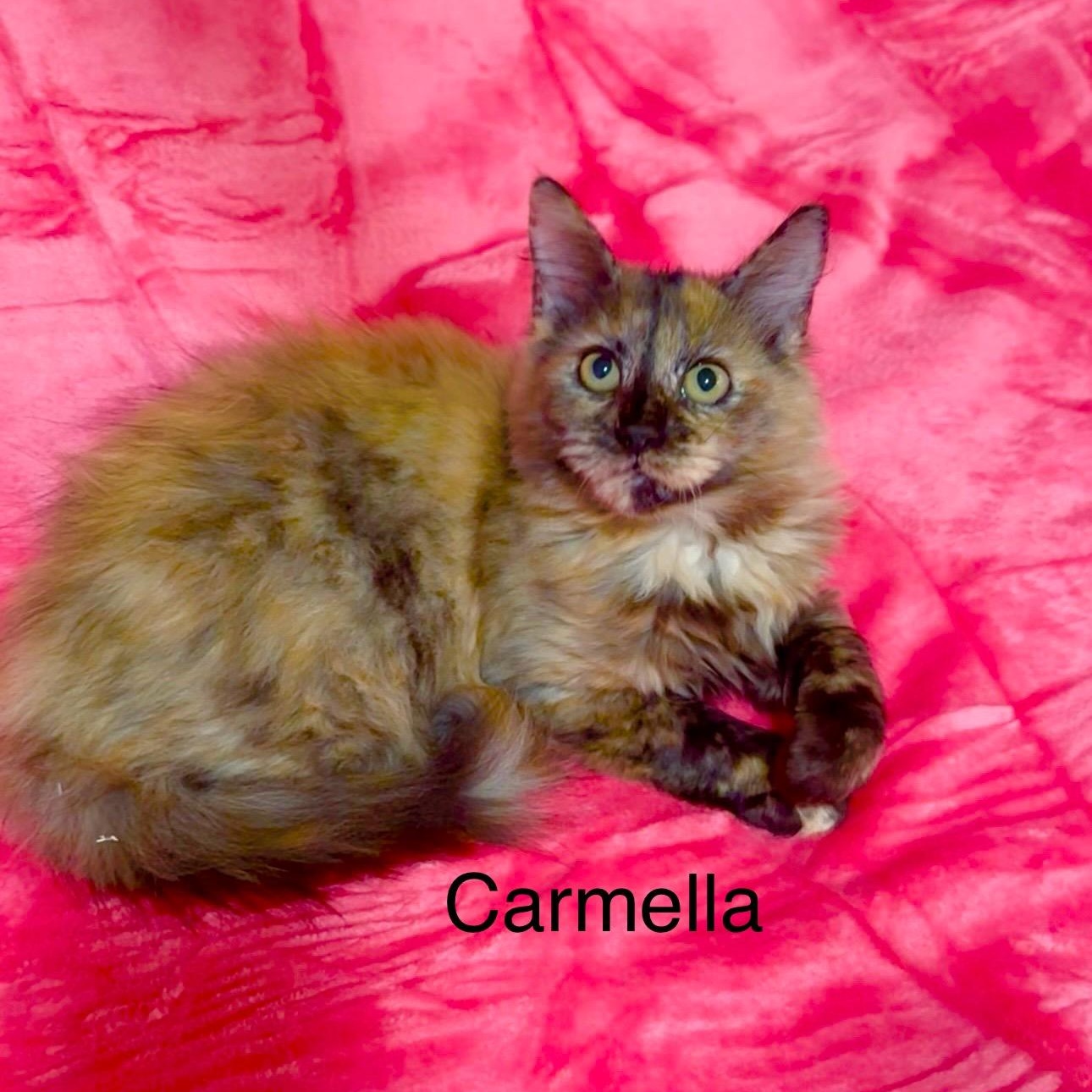 Enlarge Bella and Carmella , an adopted Domestic Long Hair in manchester, NH image 3/6