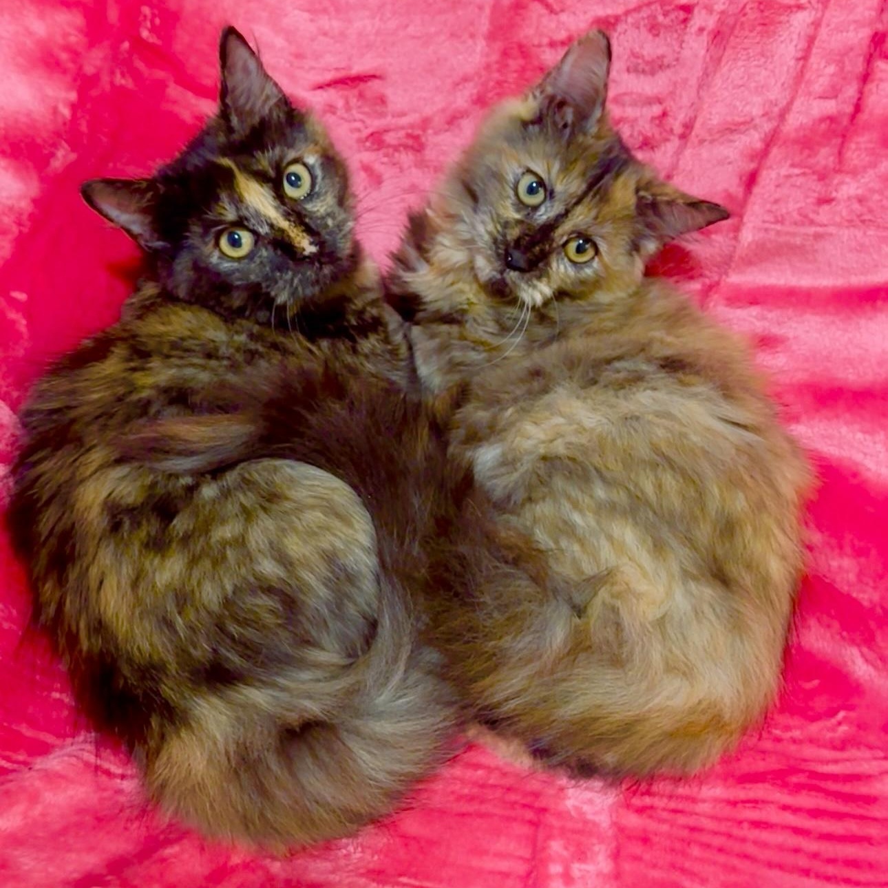 Enlarge Bella and Carmella , an adopted Domestic Long Hair in manchester, NH image 1/6