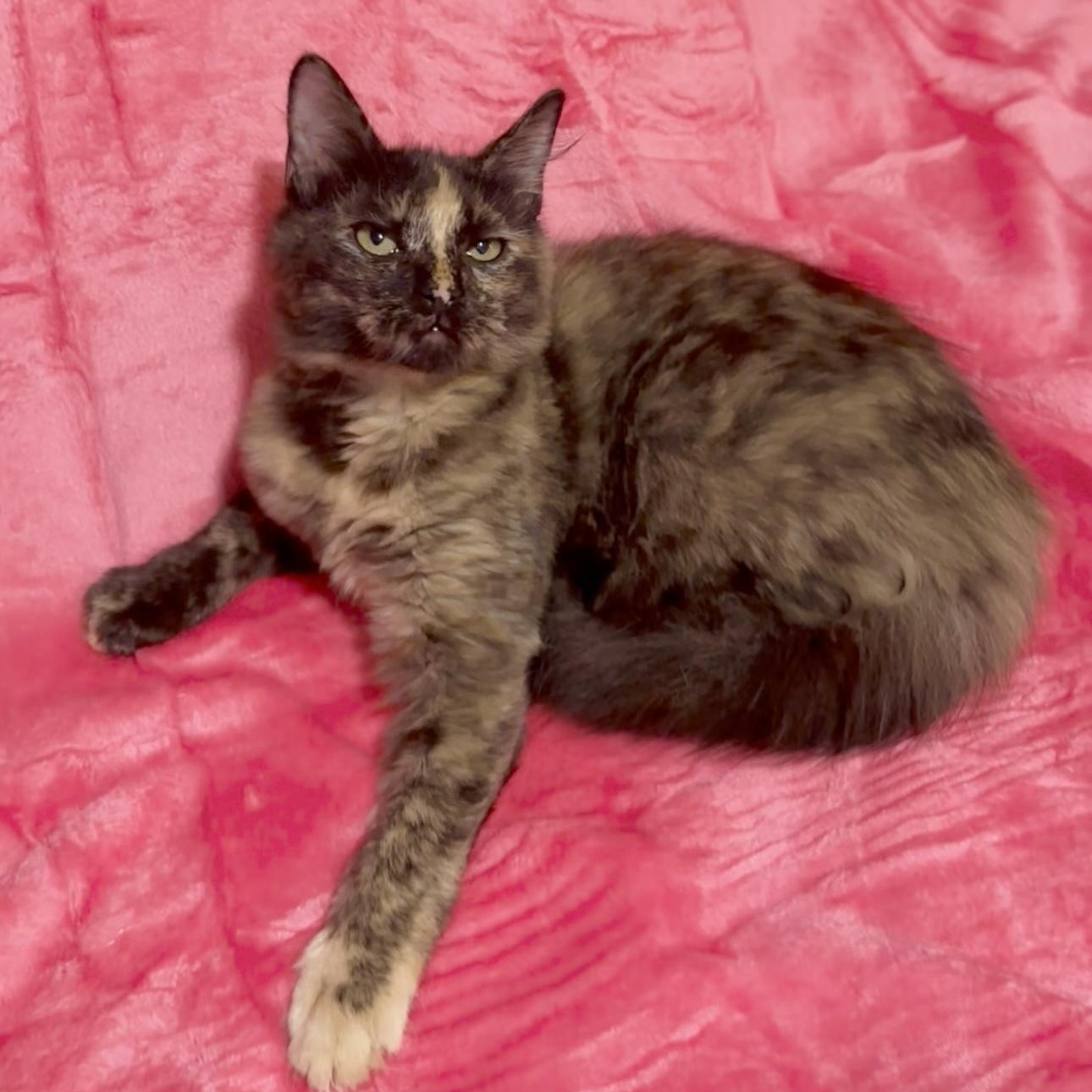 Enlarge Bella and Carmella , an adopted Domestic Long Hair in manchester, NH image 5/6