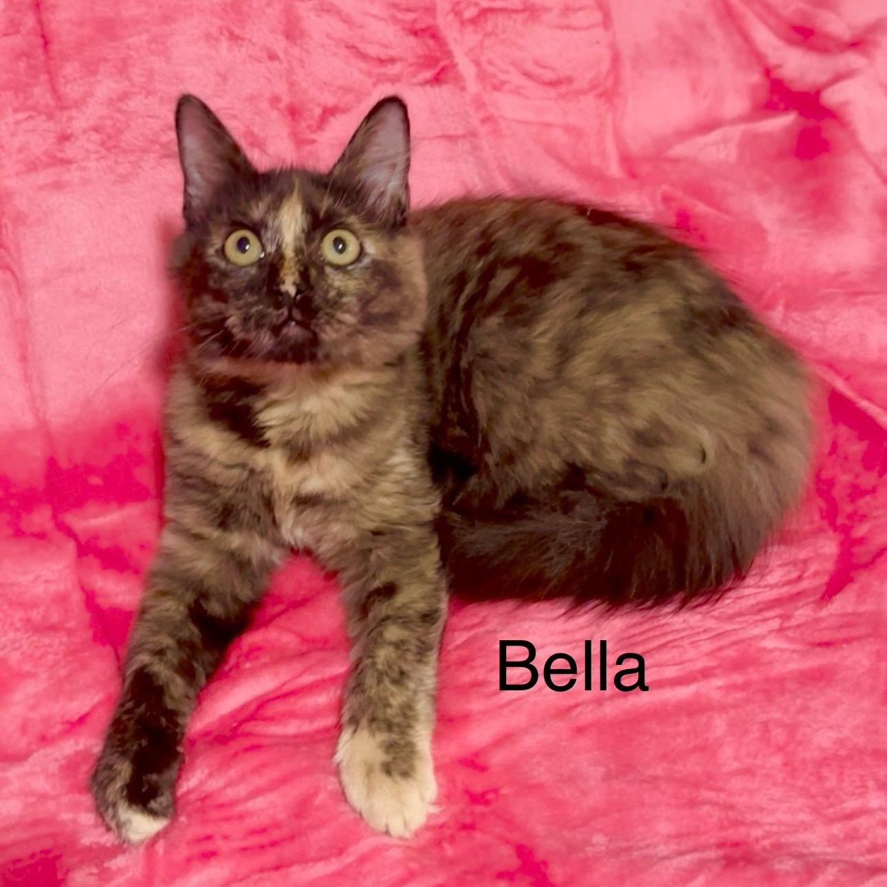 Enlarge Bella and Carmella , an adopted Domestic Long Hair in manchester, NH image 4/6
