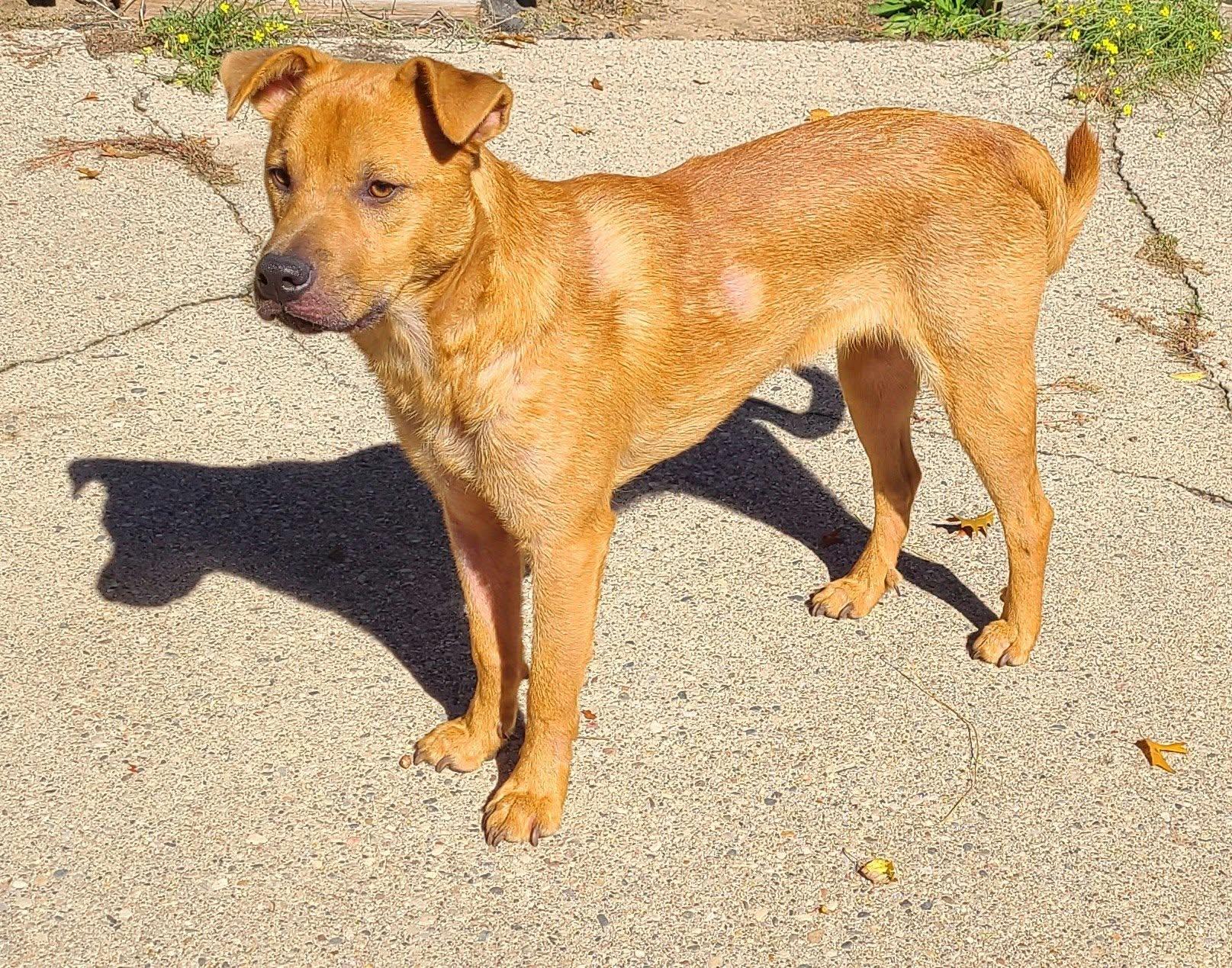 Wiley, Adoptable, Young Male Retriever.
