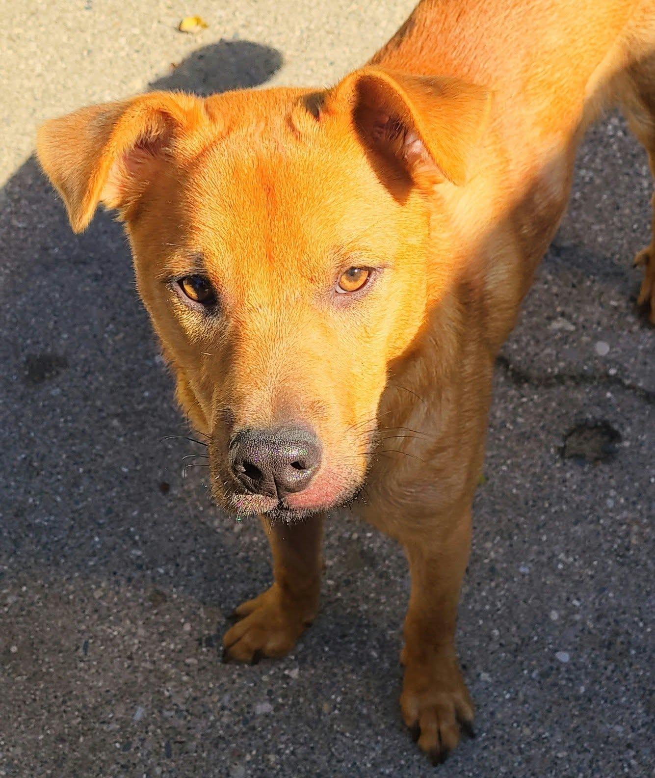 Enlarge Wiley, a Adoptable mixed breed in Grand Rapids, MI image 3/3