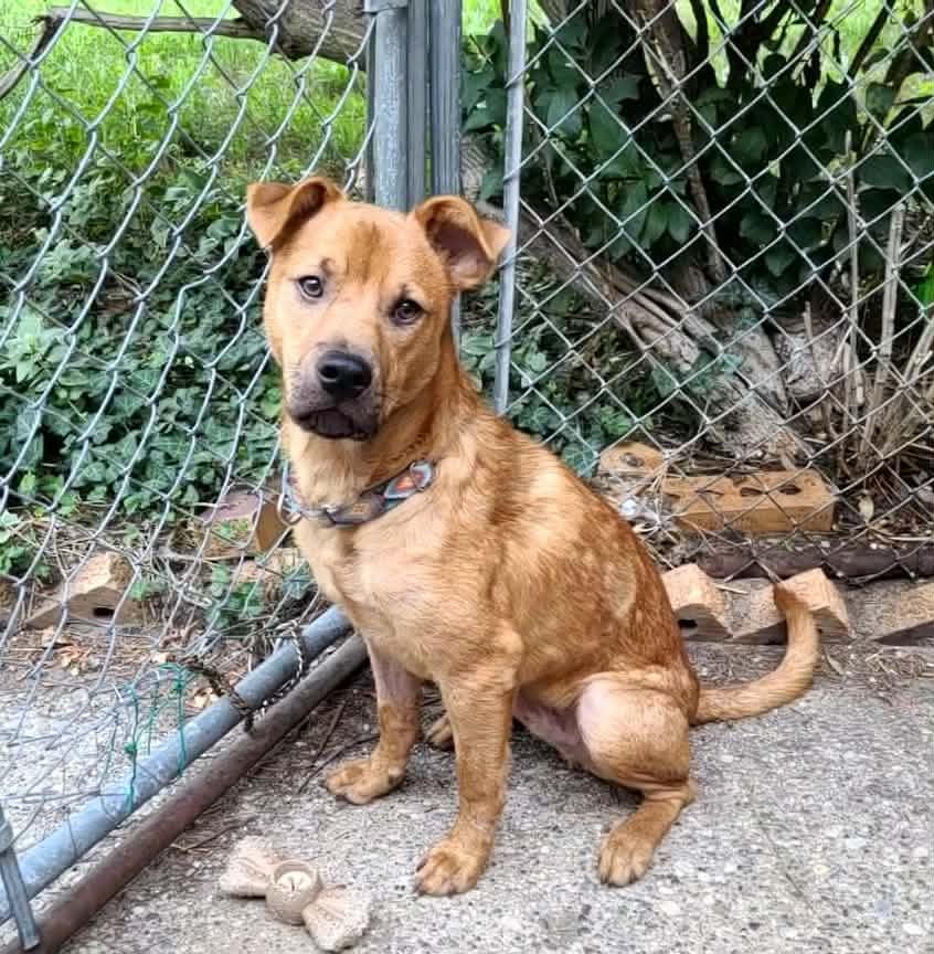 Enlarge Wiley, a Adoptable mixed breed in Grand Rapids, MI image 2/3