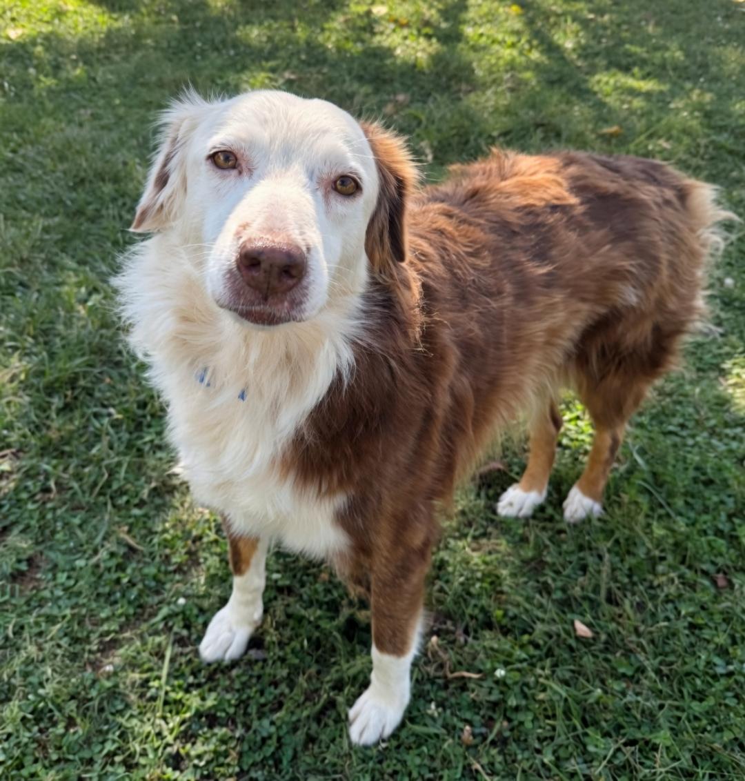 Emery, Adopted, Adult Female Australian Shepherd.