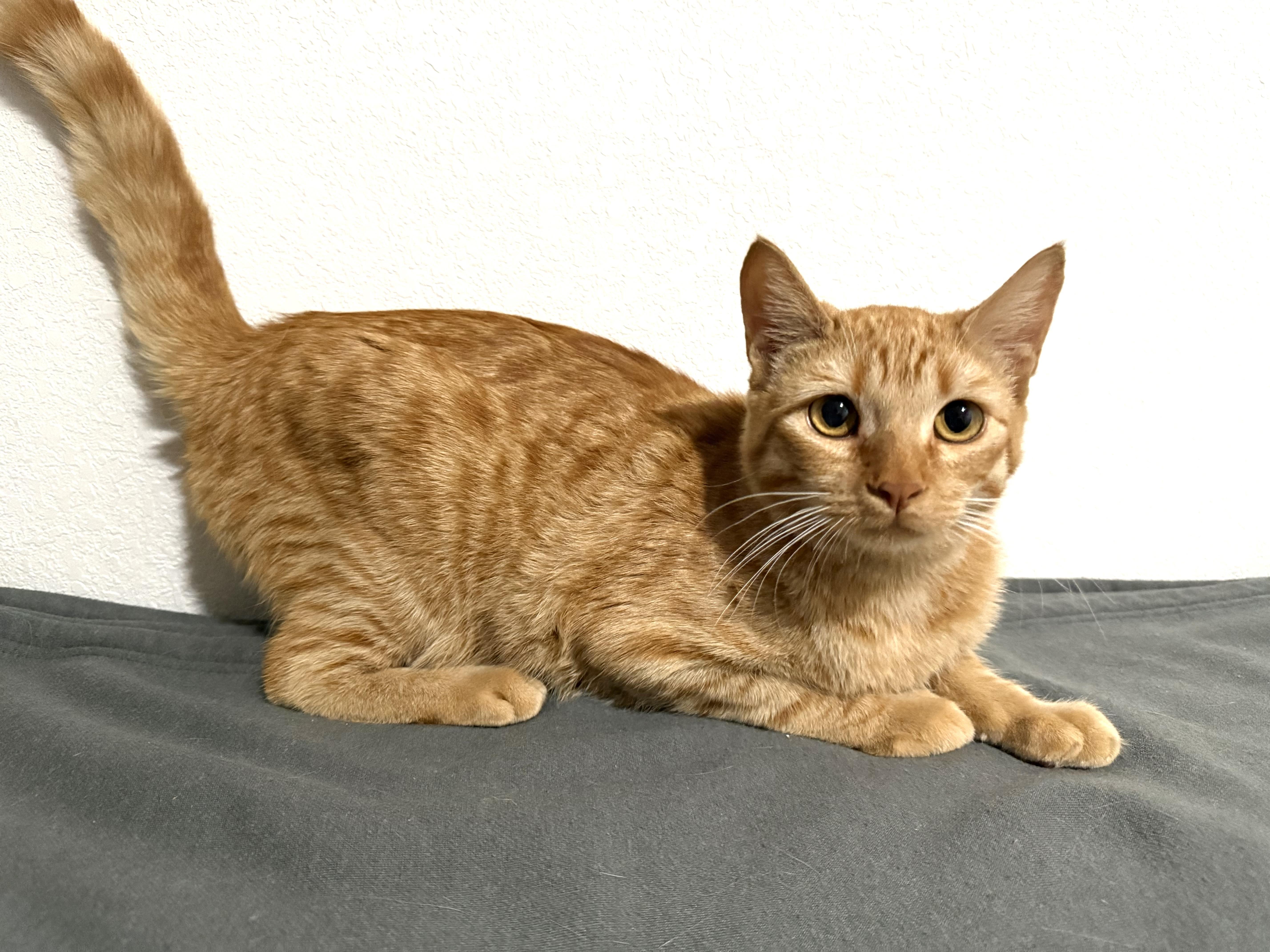 Enlarge Butter, an adopted Domestic Medium Hair in Mesa, AZ image 1/4