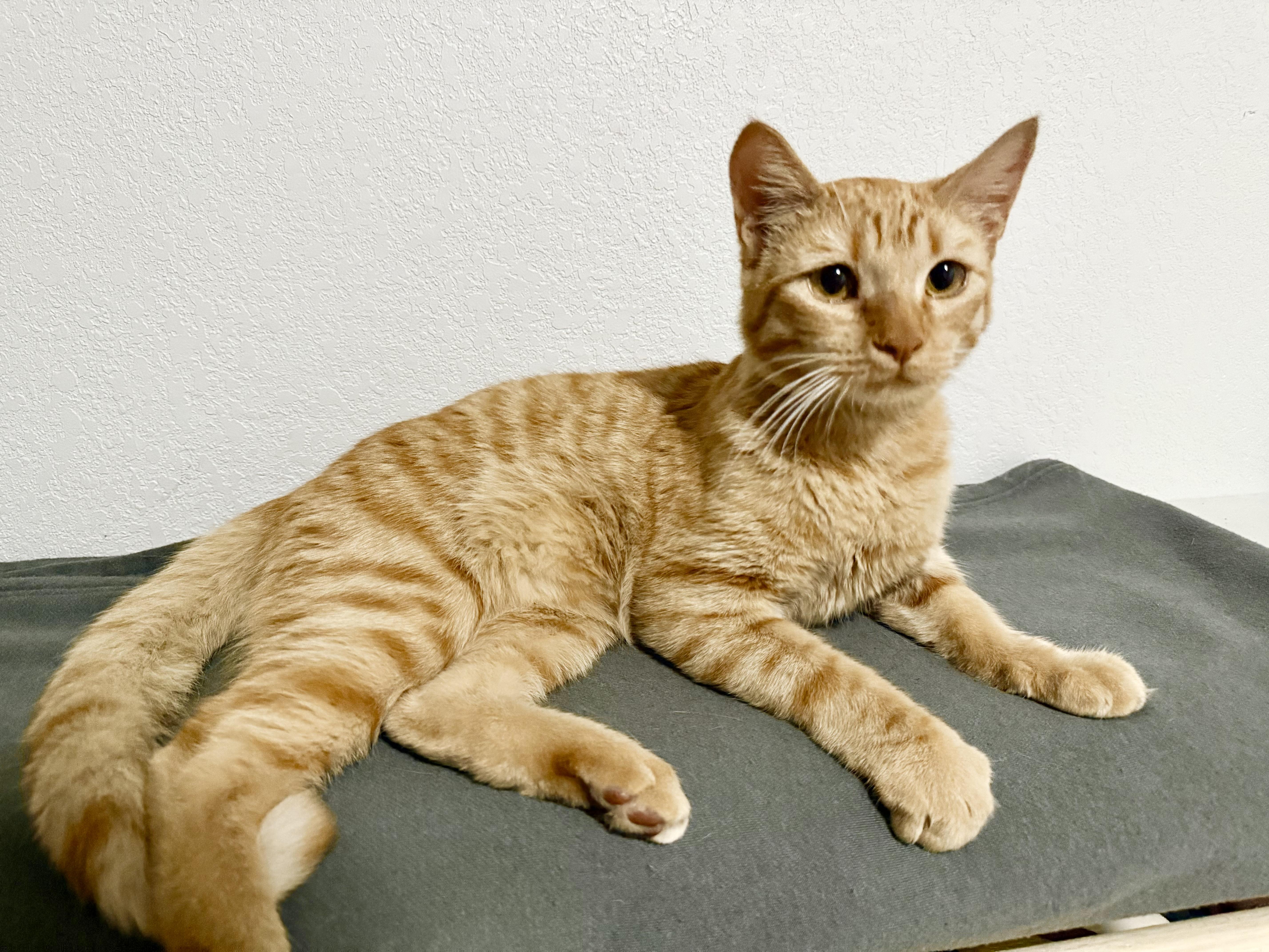 Enlarge Butter, an adopted Domestic Medium Hair in Mesa, AZ image 3/4