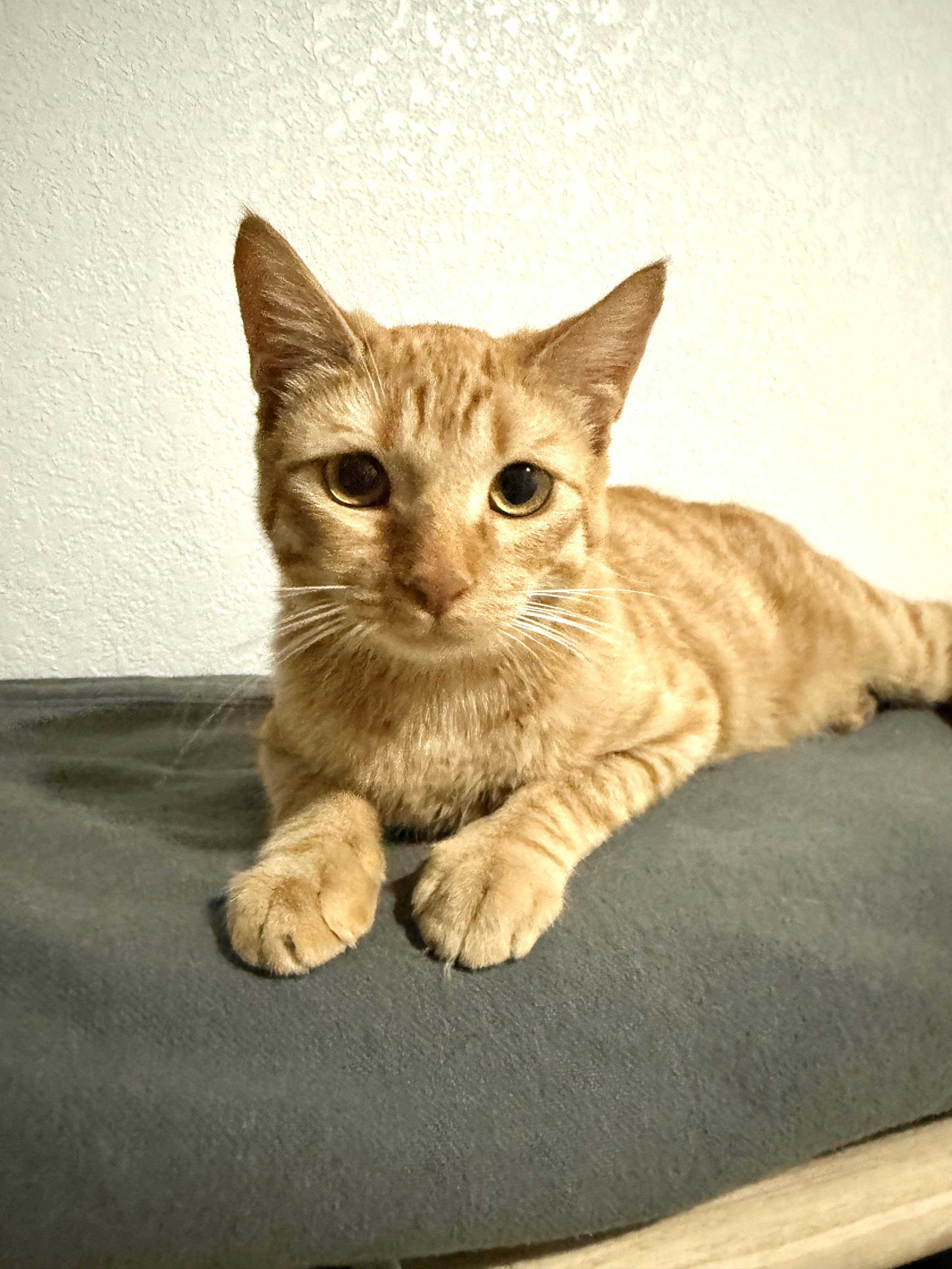 Enlarge Butter, an adopted Domestic Medium Hair in Mesa, AZ image 2/4