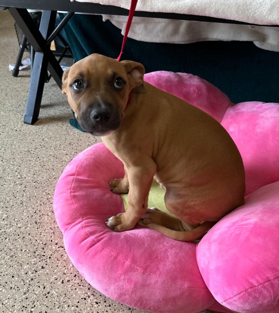 Cupid, Adoptable, Puppy Male Mixed Breed & Boxer.