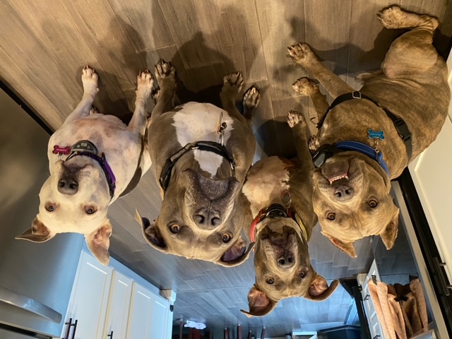 Cruz, a Adoptable American Staffordshire Terrier in Redmond, OR image 5/5