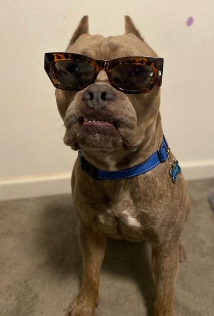 Cruz, a Adoptable American Staffordshire Terrier in Redmond, OR image 2/5