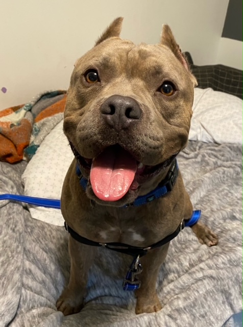 Cruz, Adoptable, Adult Male American Staffordshire Terrier.