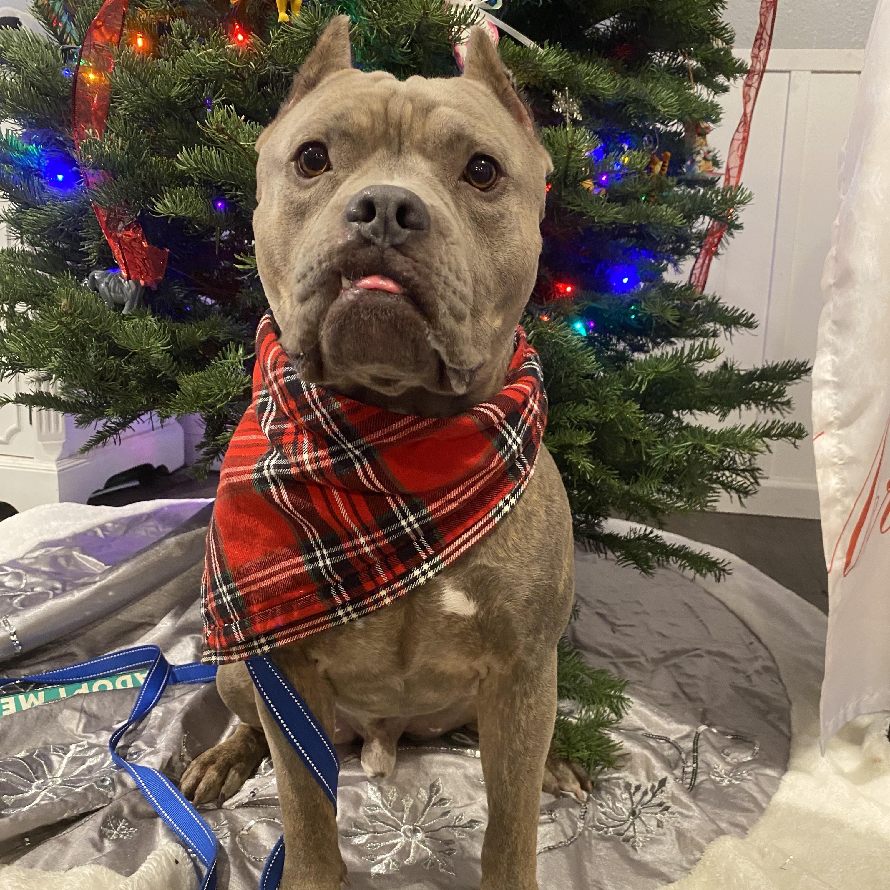 Cruz, an adoptable American Staffordshire Terrier in Redmond, OR, 97756 | Photo Image 1