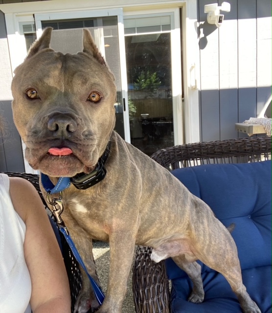 Cruz, a Adoptable American Staffordshire Terrier in Redmond, OR image 4/5