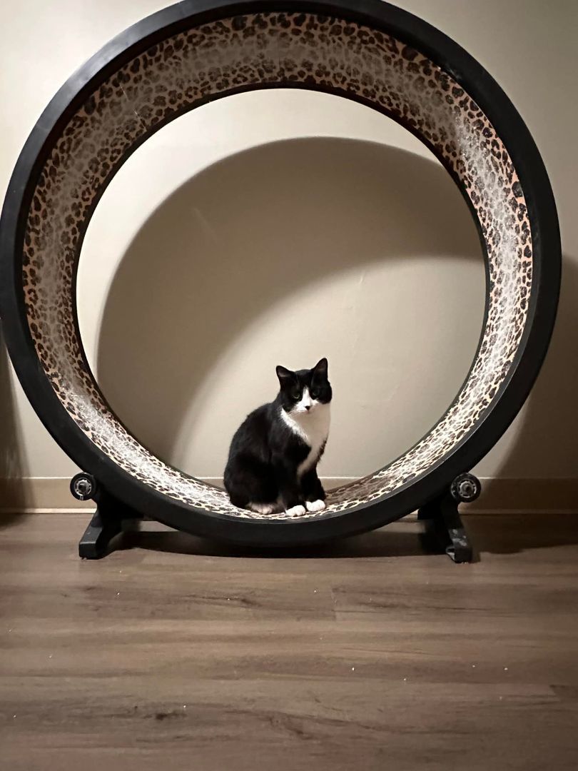 Chanelle, Adult Female Domestic Short Hair