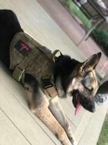 Enlarge Kaya, an adopted German Shepherd Dog in Denton, TX image 2/2