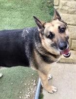 Enlarge Kaya, an adopted German Shepherd Dog in Denton, TX image 1/2