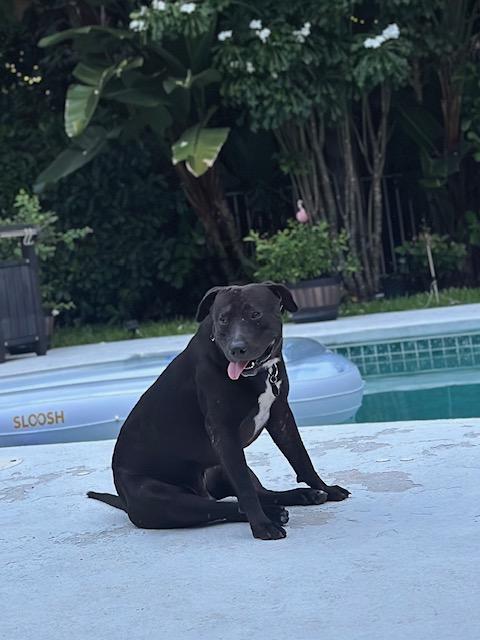 Rocky, an adoptable Black Labrador Retriever, Pit Bull Terrier in Key West, FL, 33040 | Photo Image 2